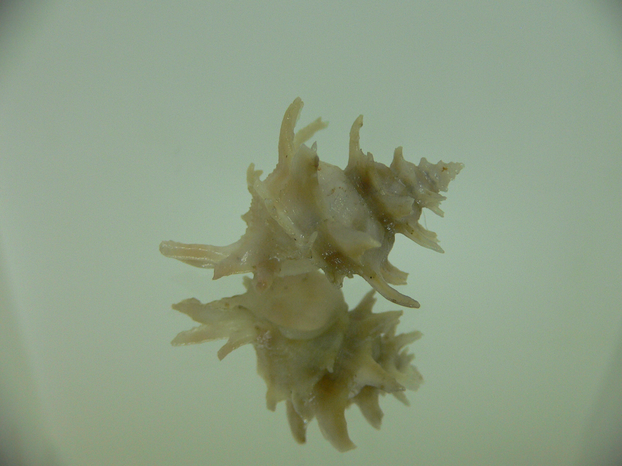Babelomurex spinosus JAPAN FORM