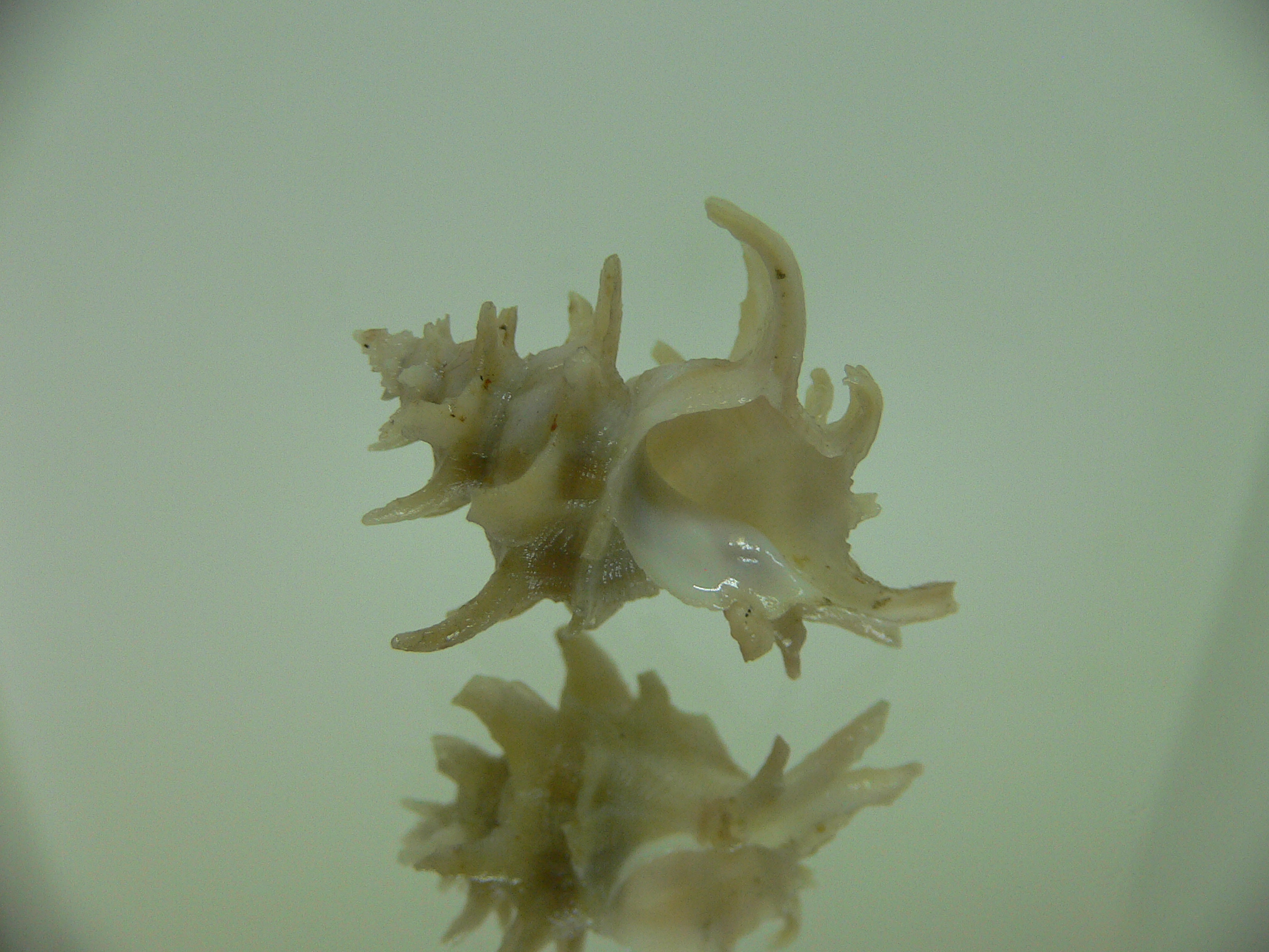 Babelomurex spinosus JAPAN FORM
