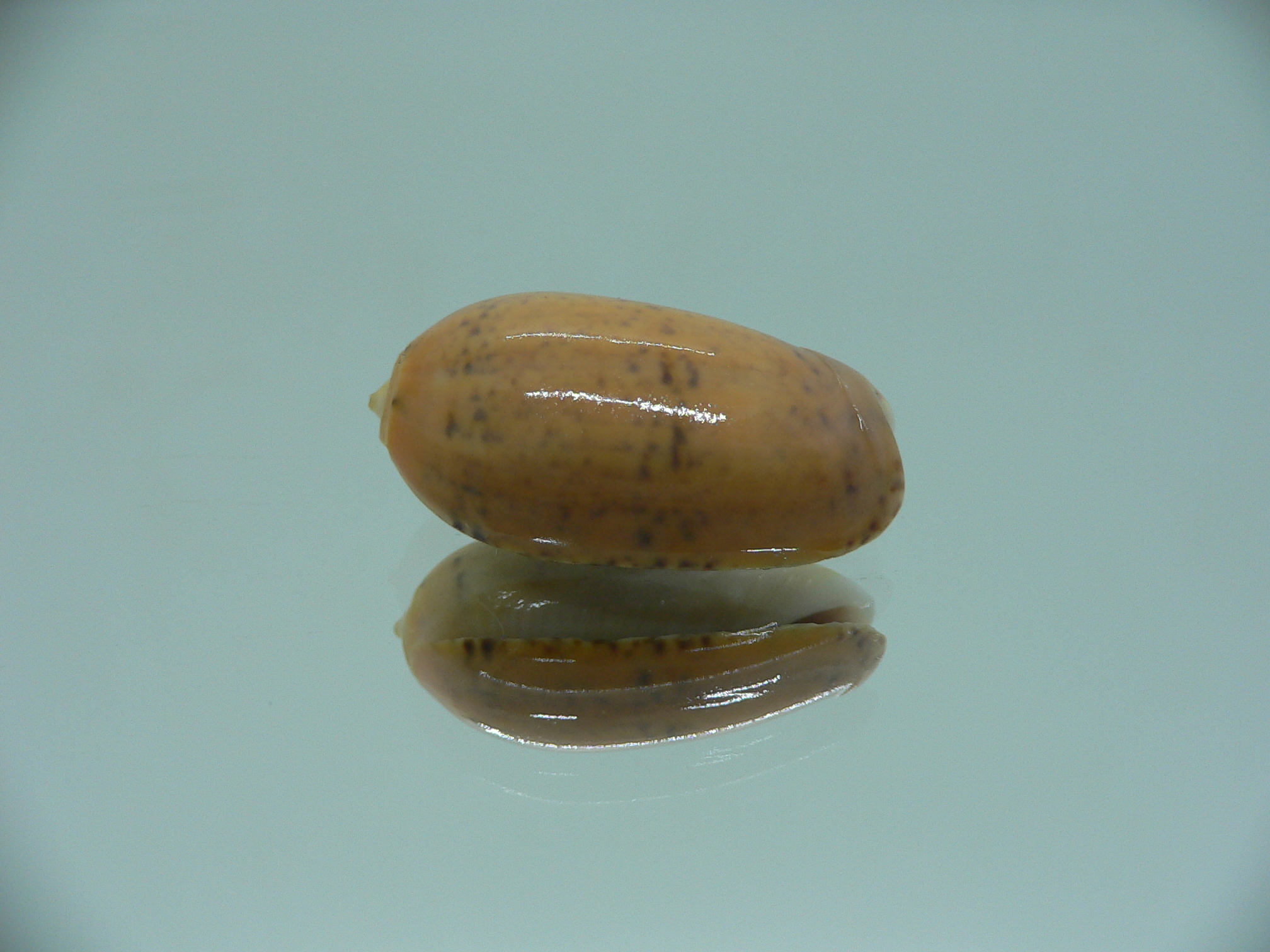 Oliva bulbiformis f. laevis