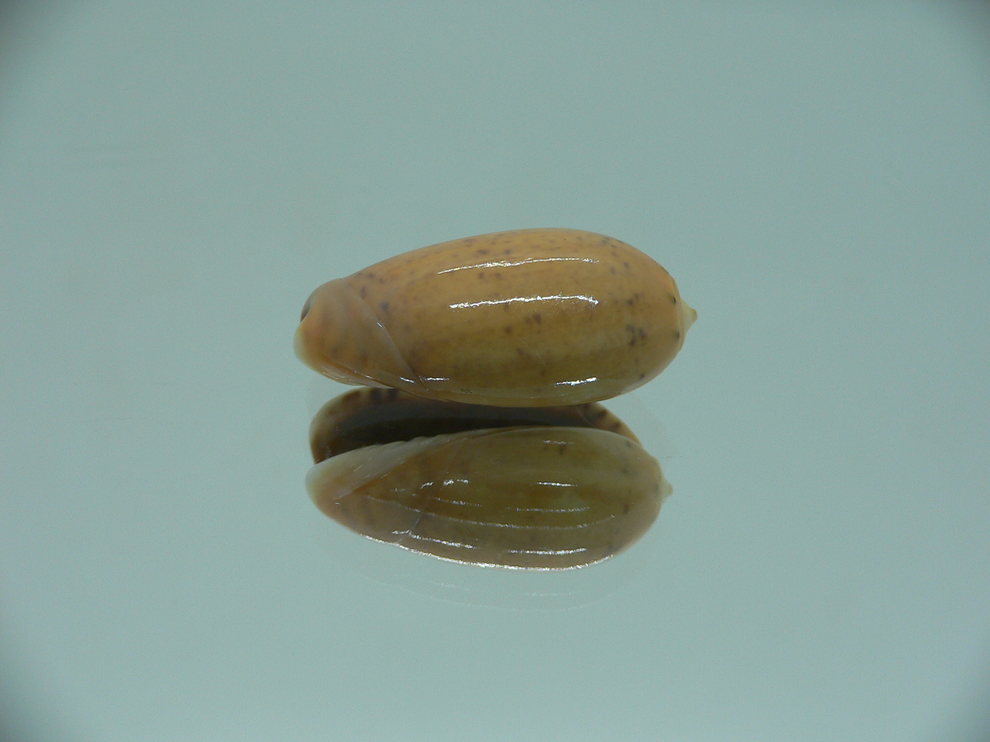 Oliva bulbiformis f. laevis