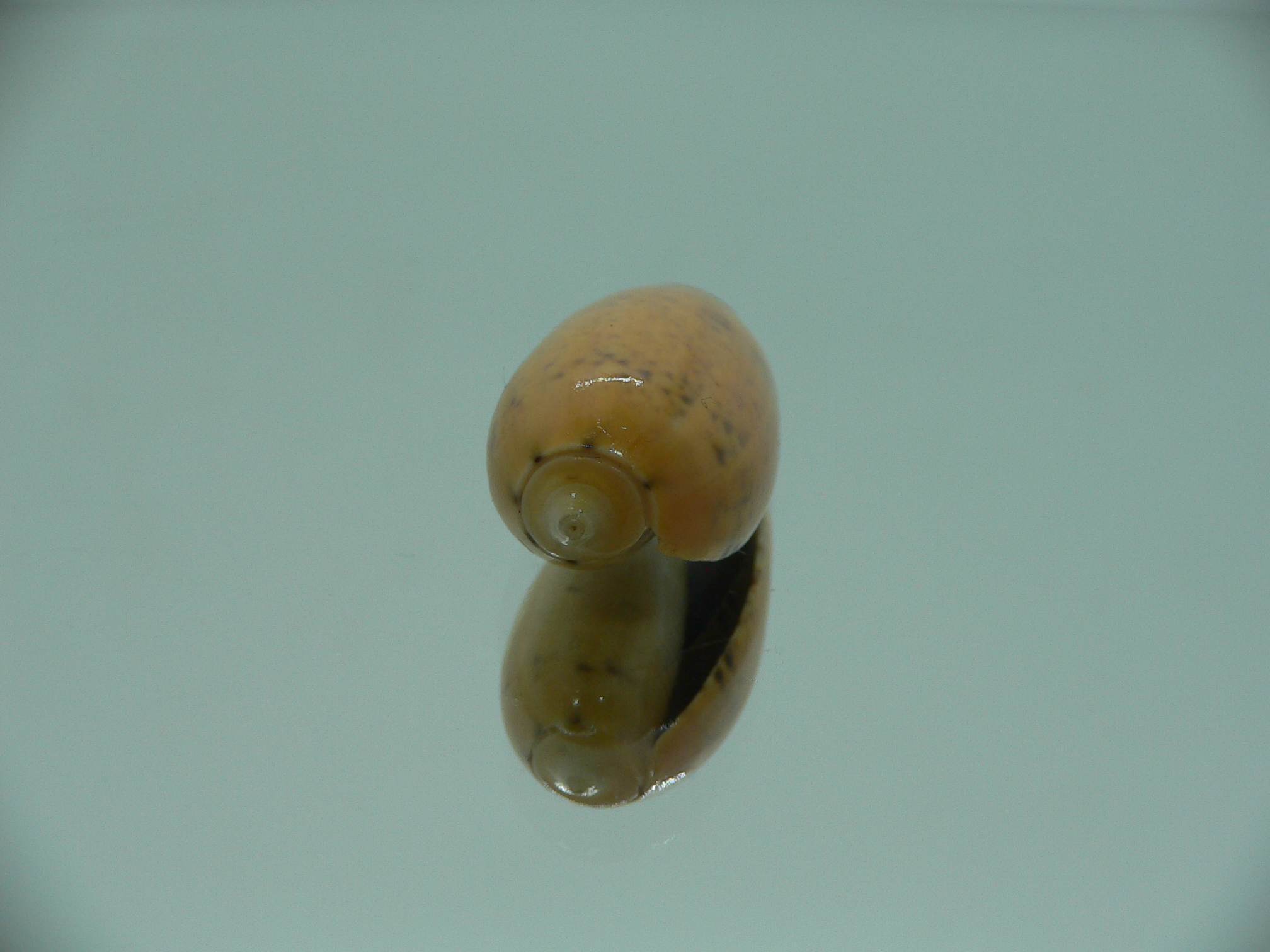 Oliva bulbiformis f. laevis