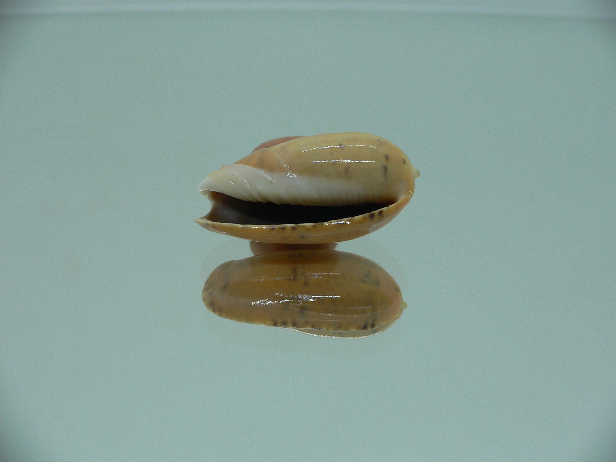 Oliva bulbiformis f. laevis