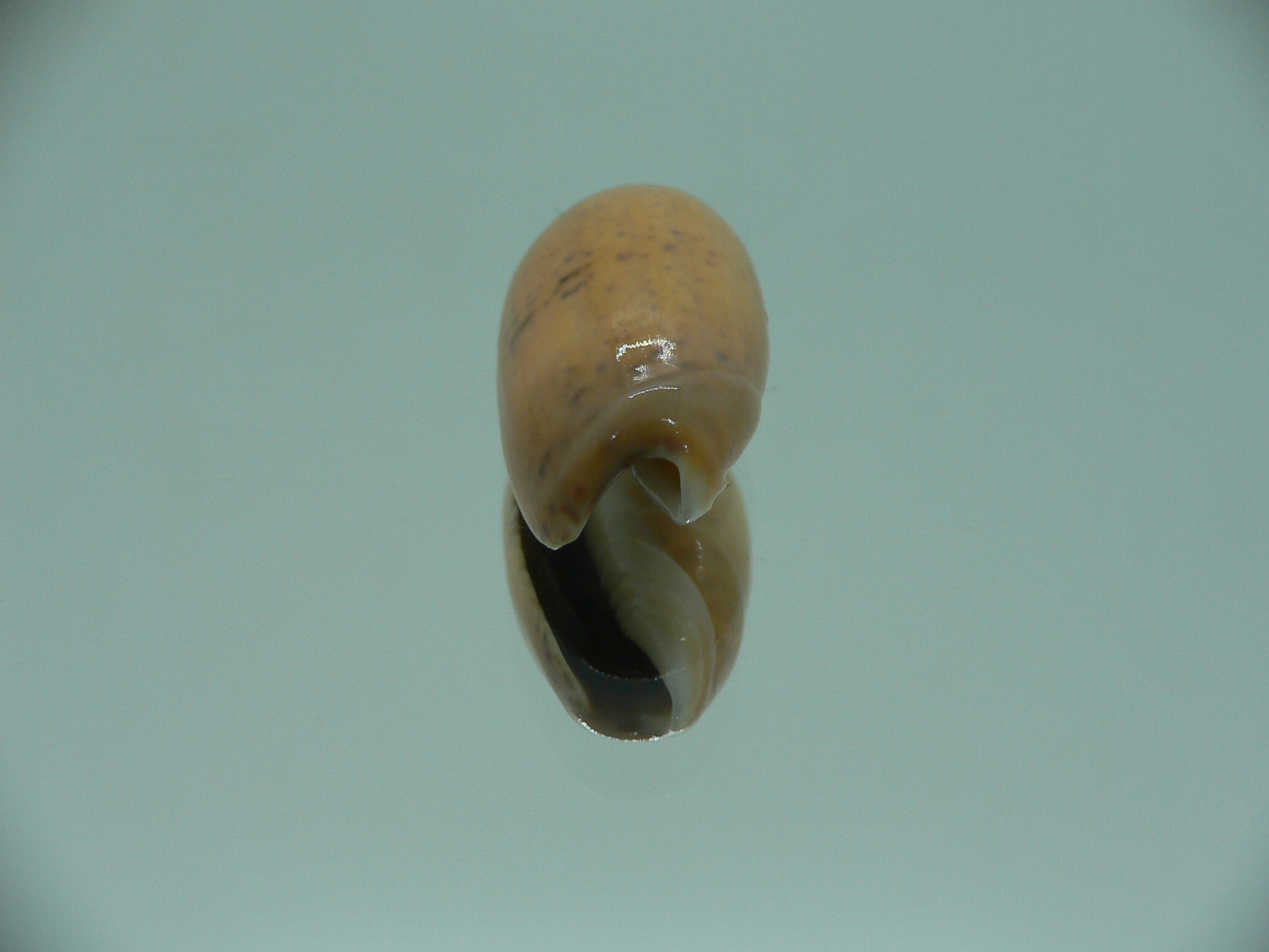 Oliva bulbiformis f. laevis