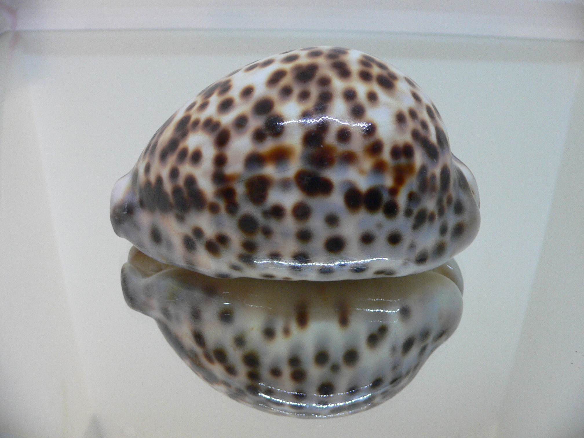 Cypraea tigris tigris BROWN & BIG