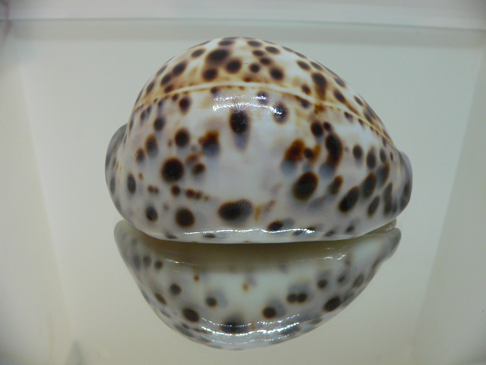 Cypraea tigris tigris BROWN & BIG