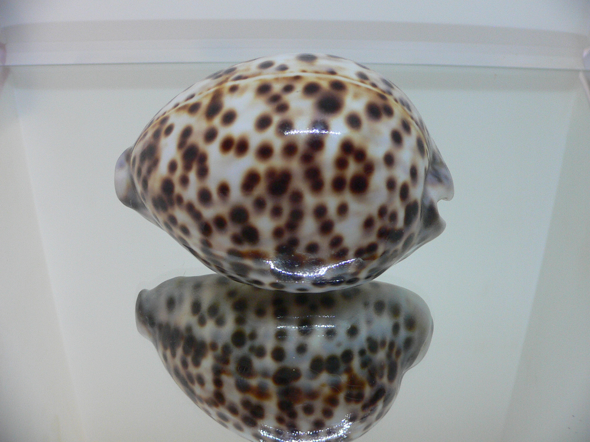 Cypraea tigris tigris BROWN & BIG