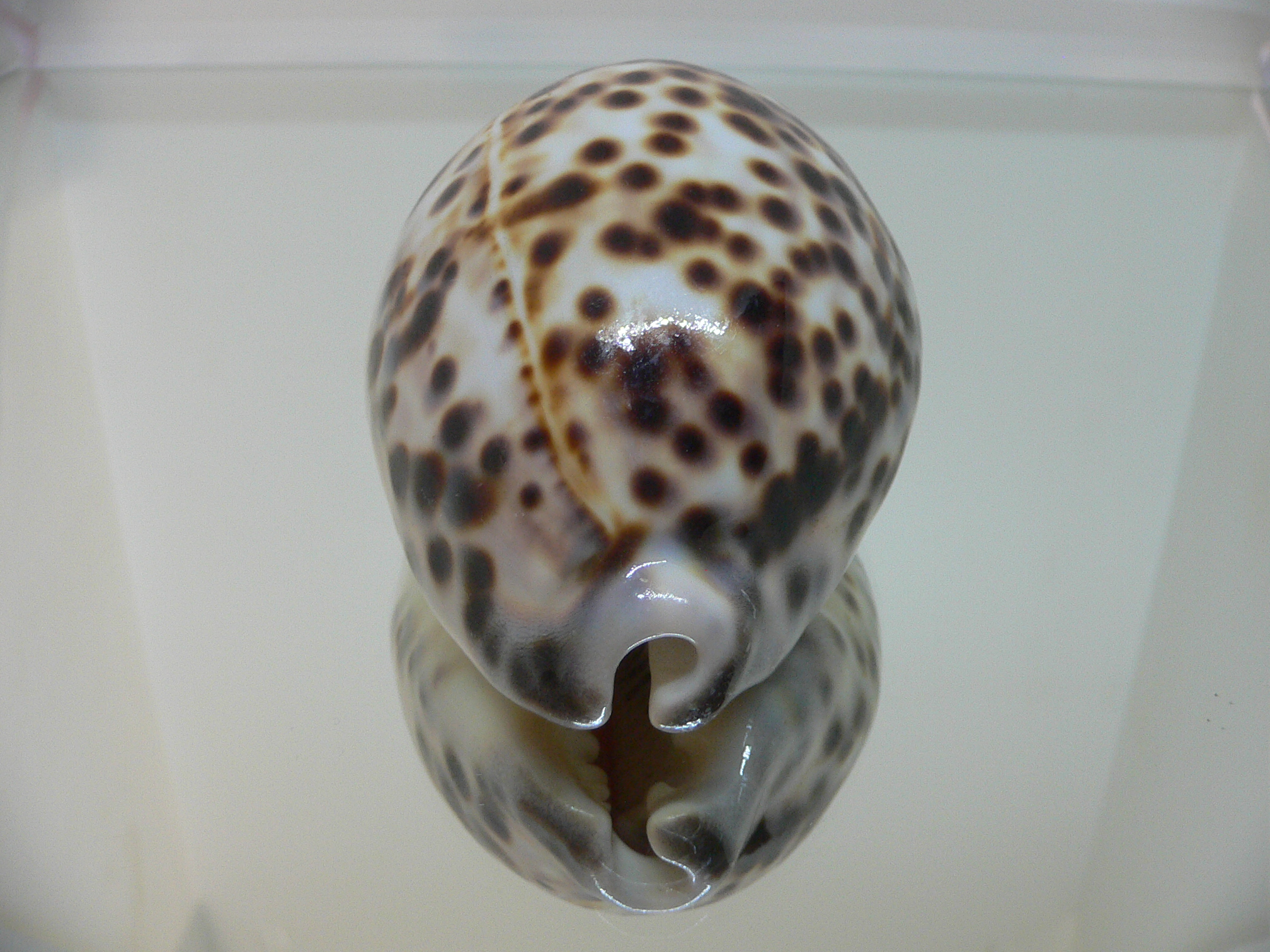 Cypraea tigris tigris BROWN & BIG
