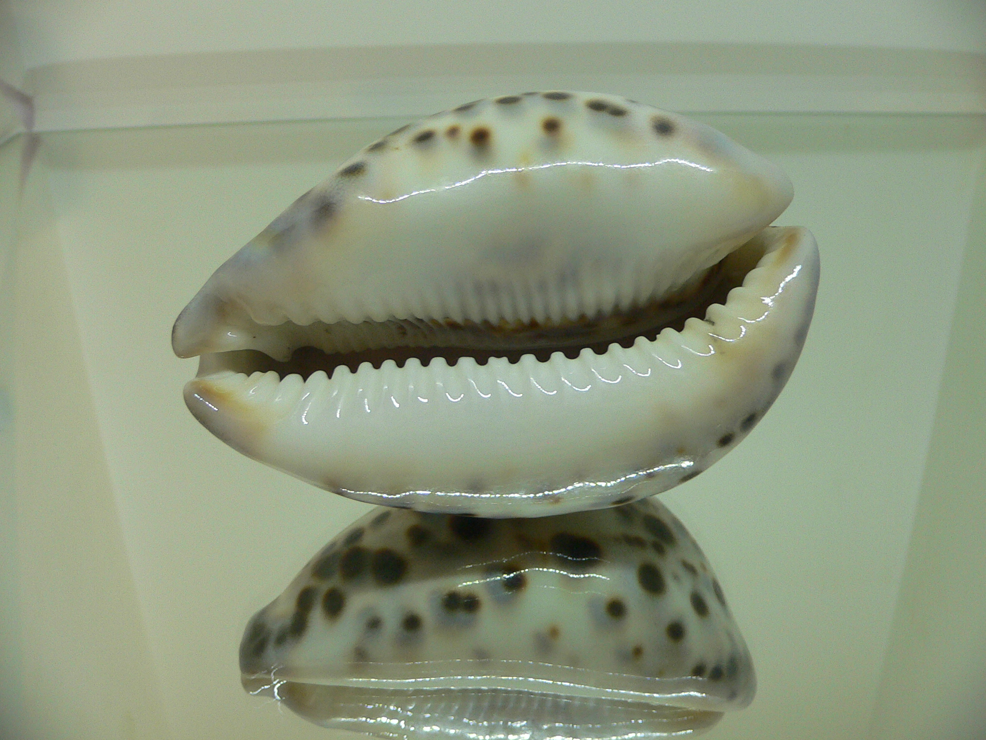 Cypraea tigris tigris BROWN & BIG