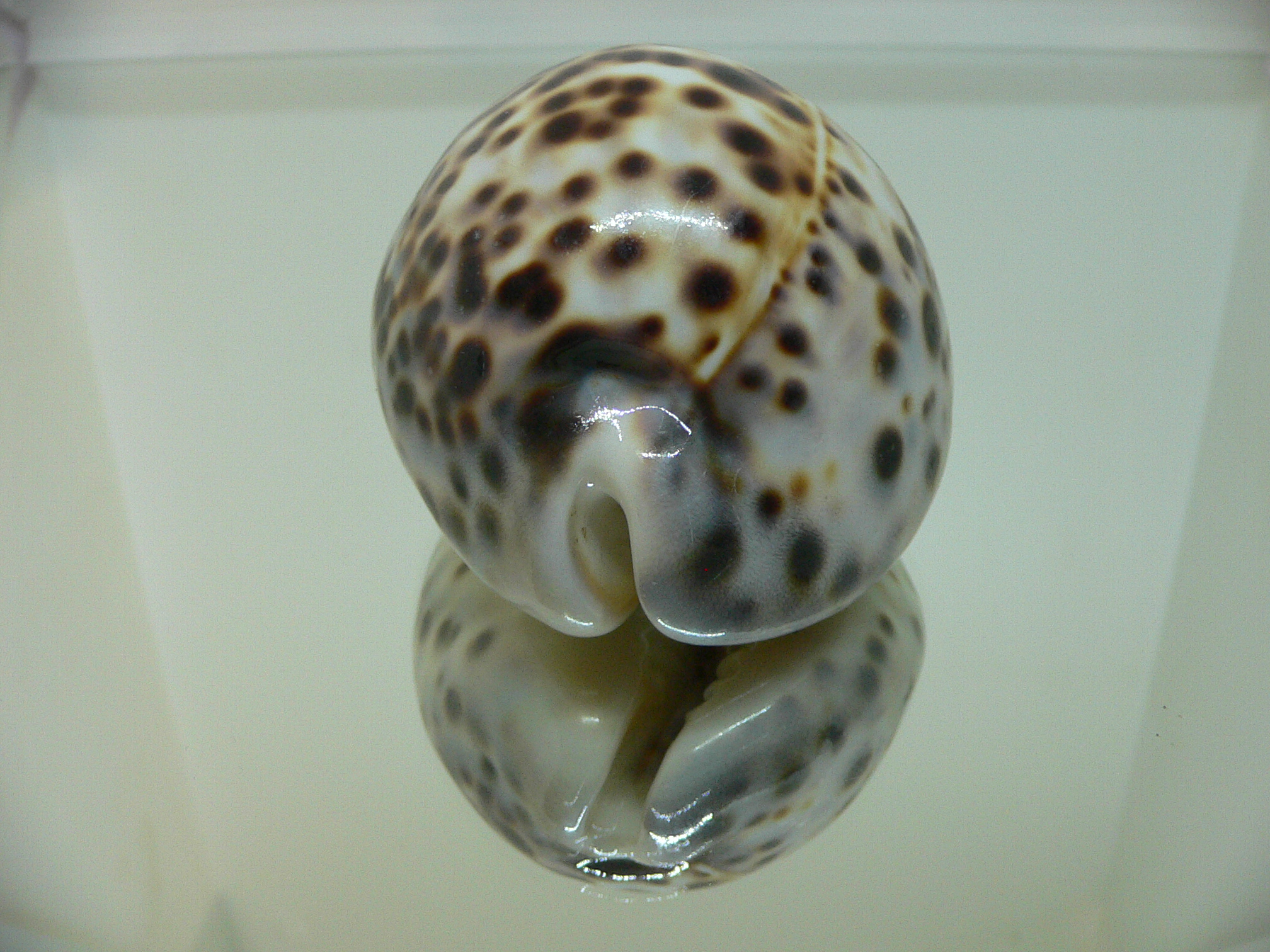 Cypraea tigris tigris BROWN & BIG
