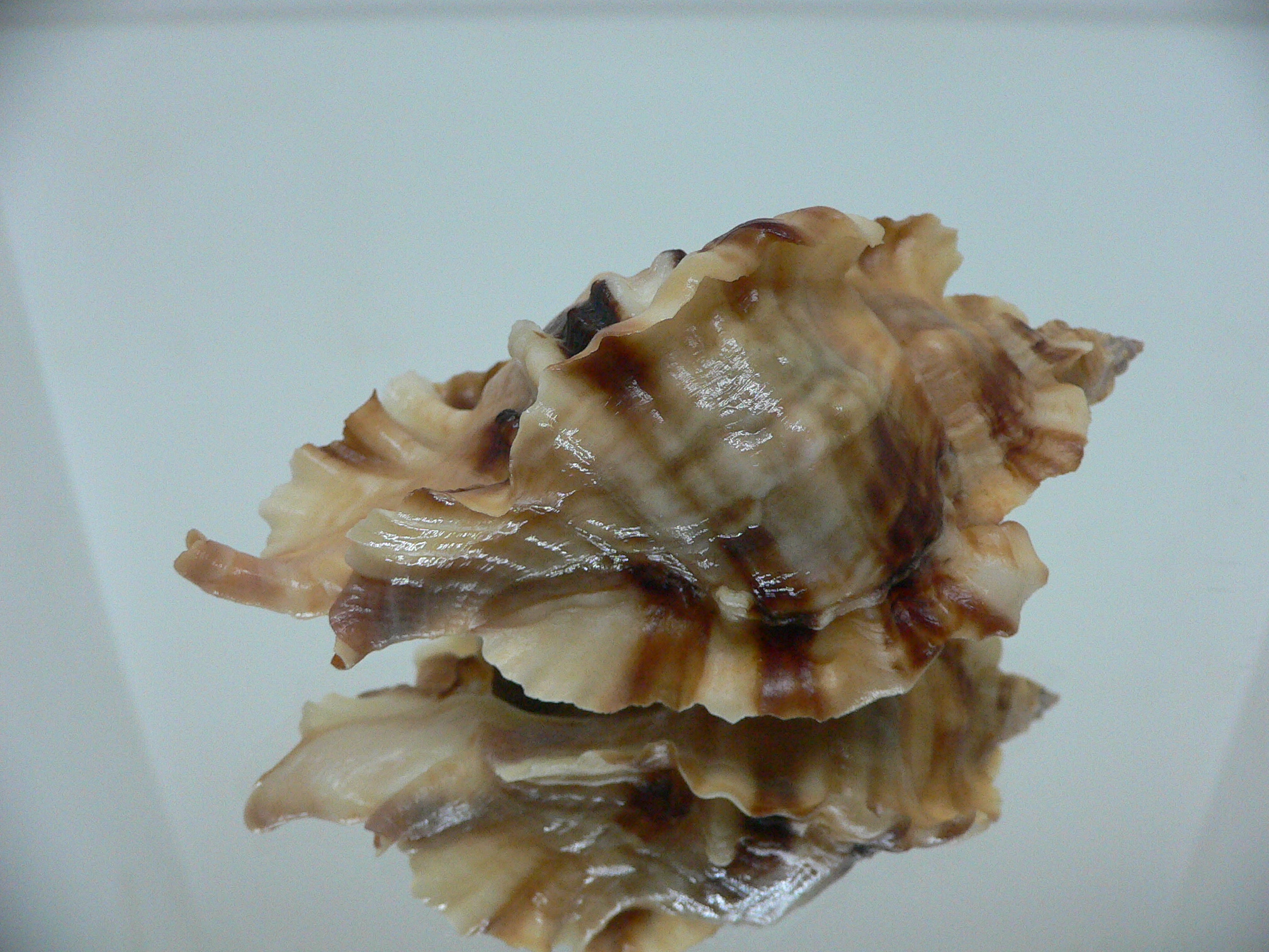 Ceratostoma burnetti coreanica (var.) TROPHY ELONGATE