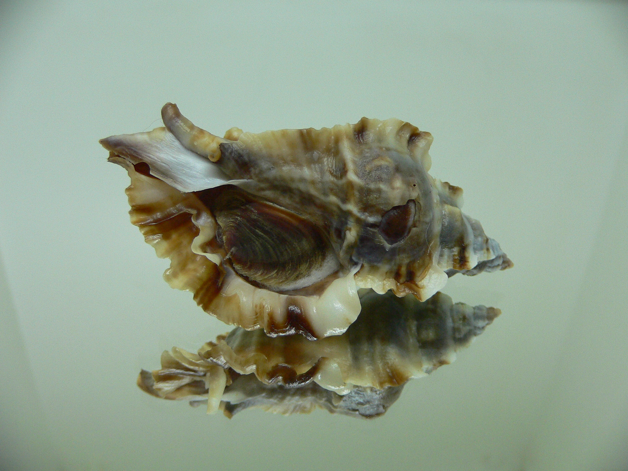 Ceratostoma burnetti coreanica (var.) TROPHY ELONGATE