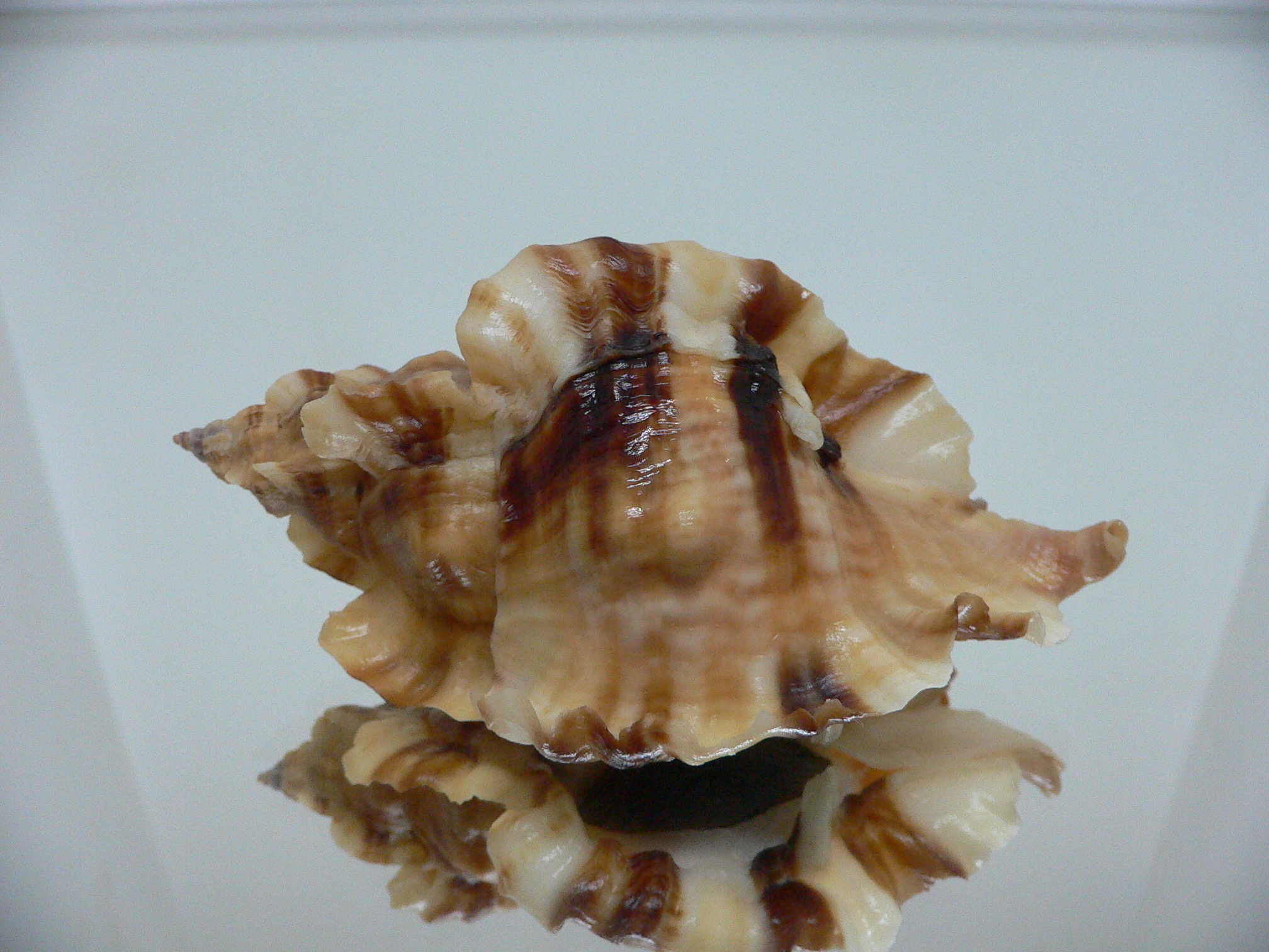 Ceratostoma burnetti coreanica (var.) TROPHY ELONGATE