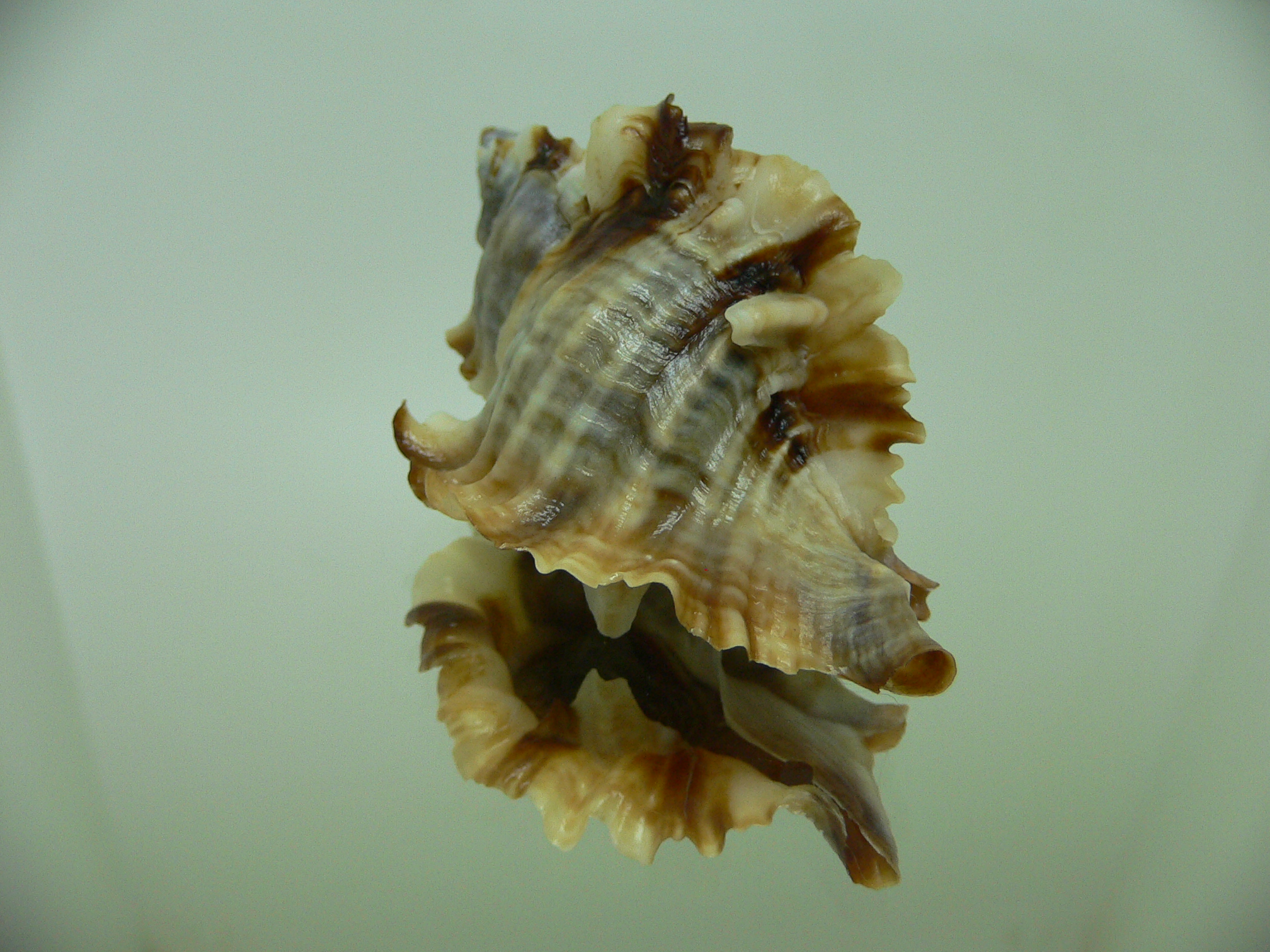 Ceratostoma burnetti coreanica (var.) TROPHY ELONGATE