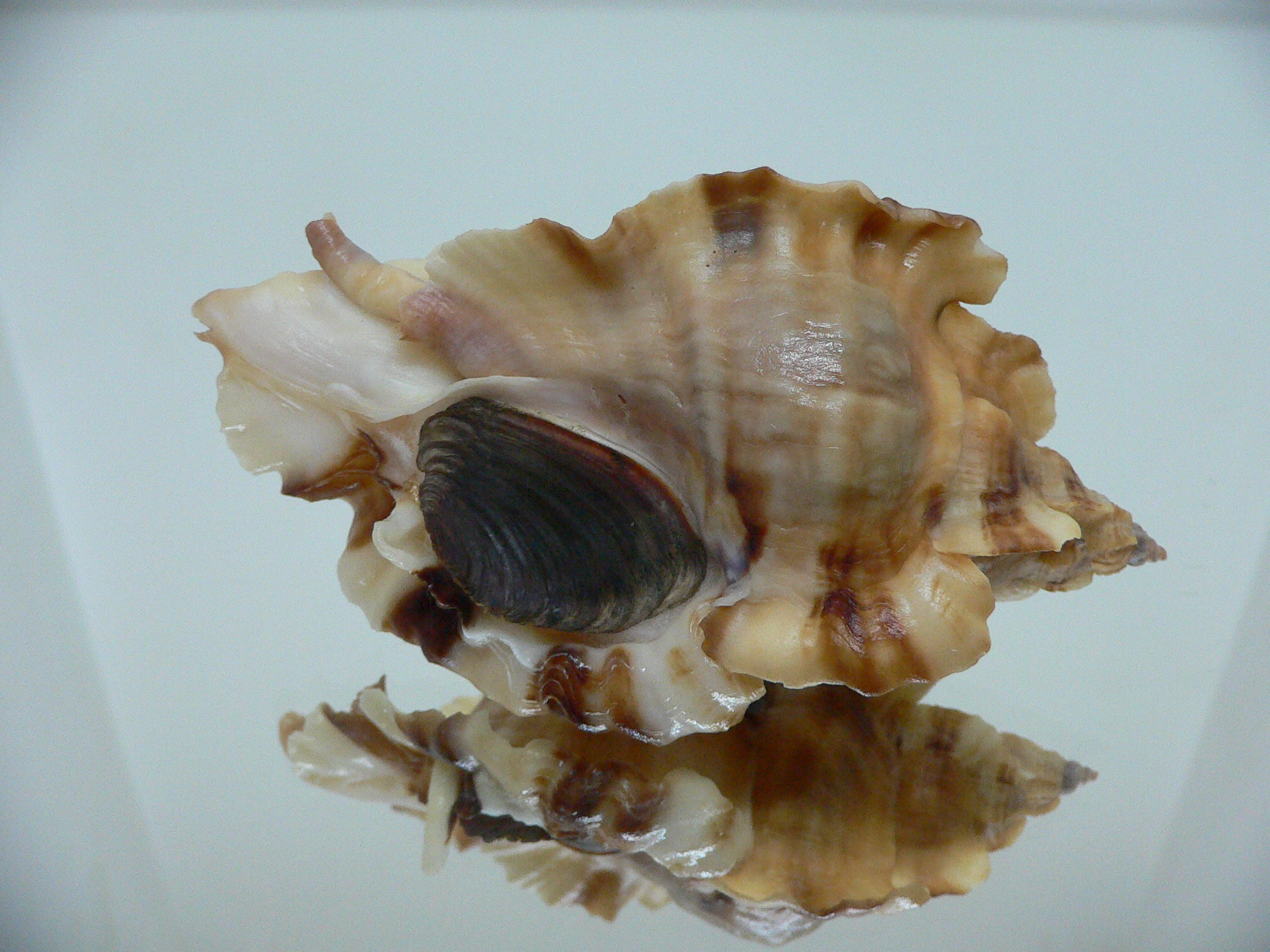 Ceratostoma burnetti coreanica (var.) TROPHY ELONGATE