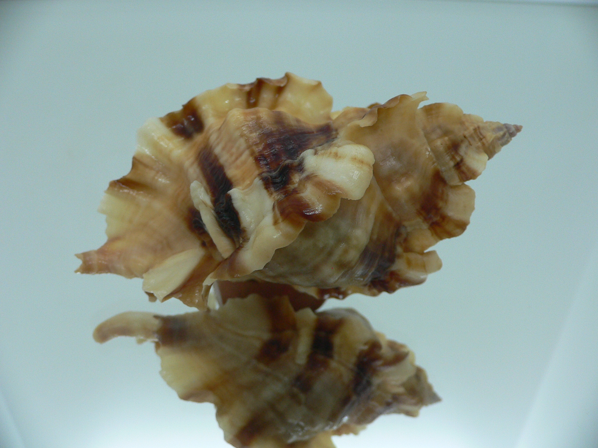 Ceratostoma burnetti coreanica (var.) TROPHY ELONGATE