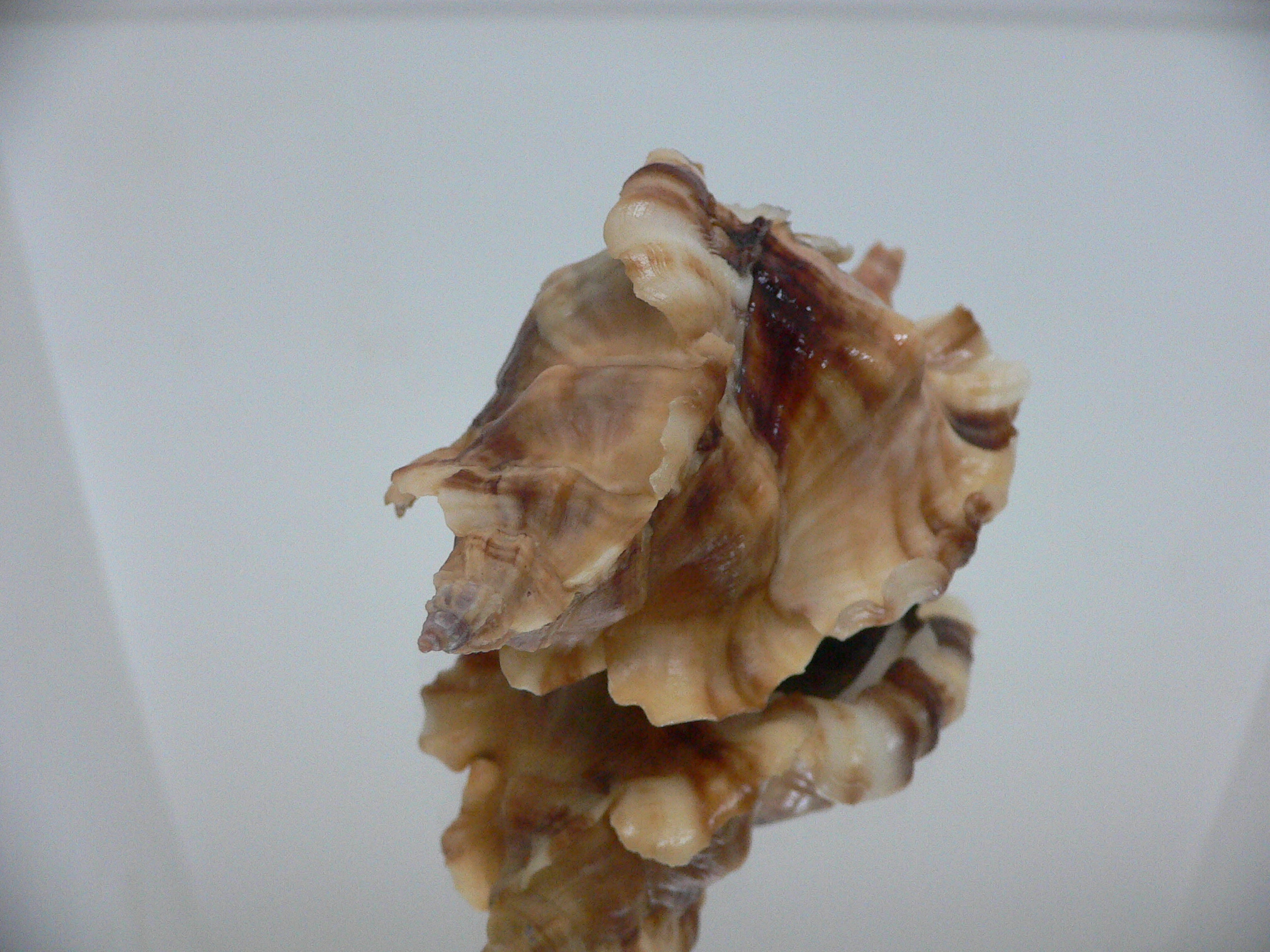 Ceratostoma burnetti coreanica (var.) TROPHY ELONGATE