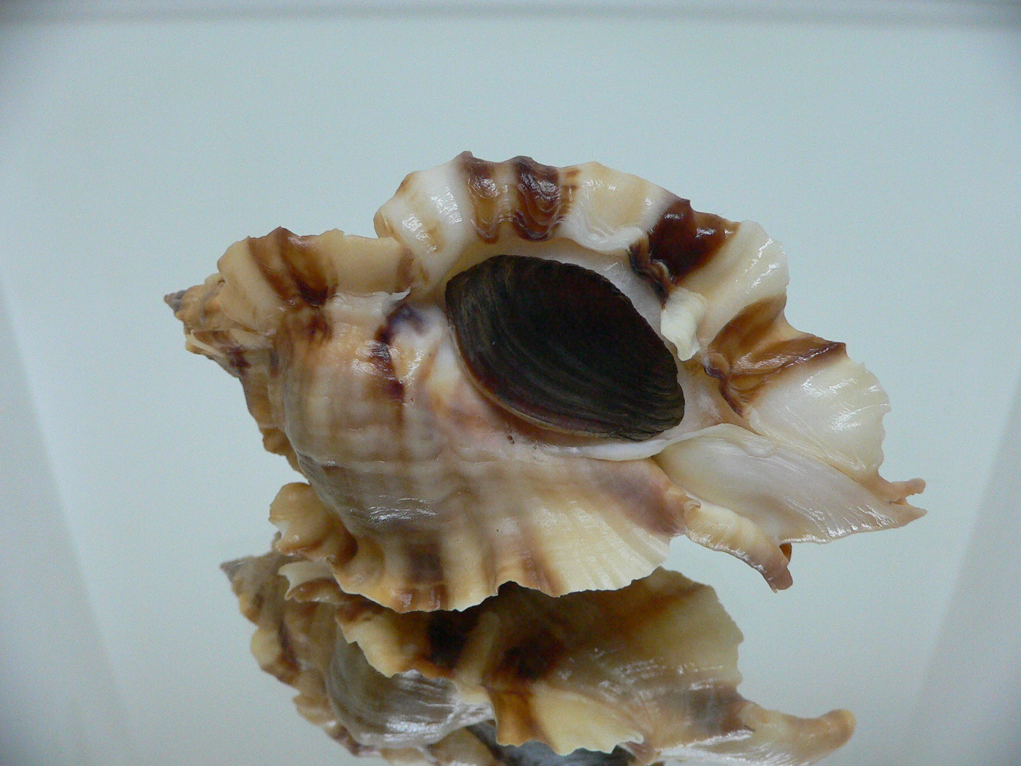 Ceratostoma burnetti coreanica (var.) TROPHY ELONGATE