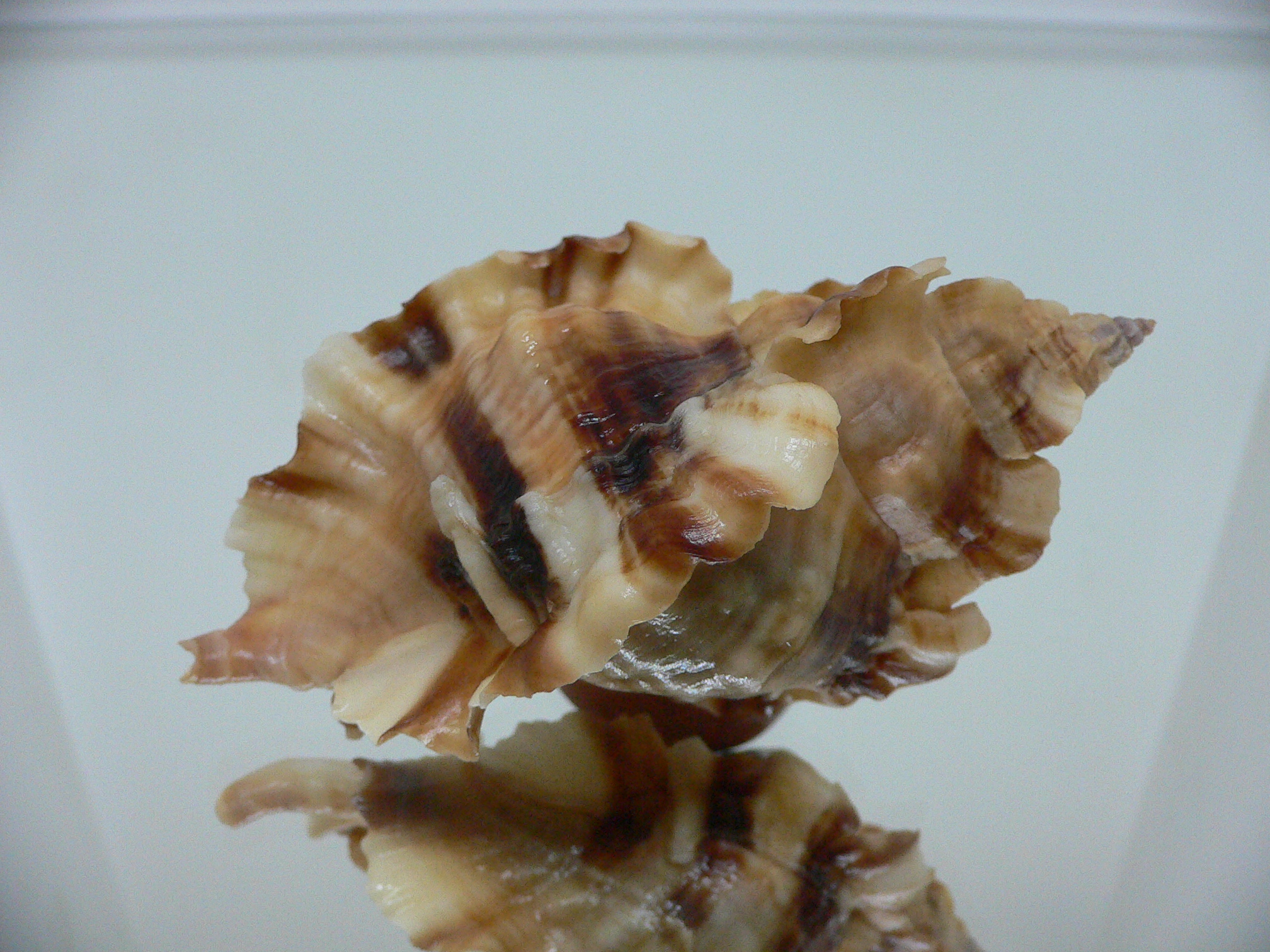 Ceratostoma burnetti coreanica (var.) TROPHY ELONGATE