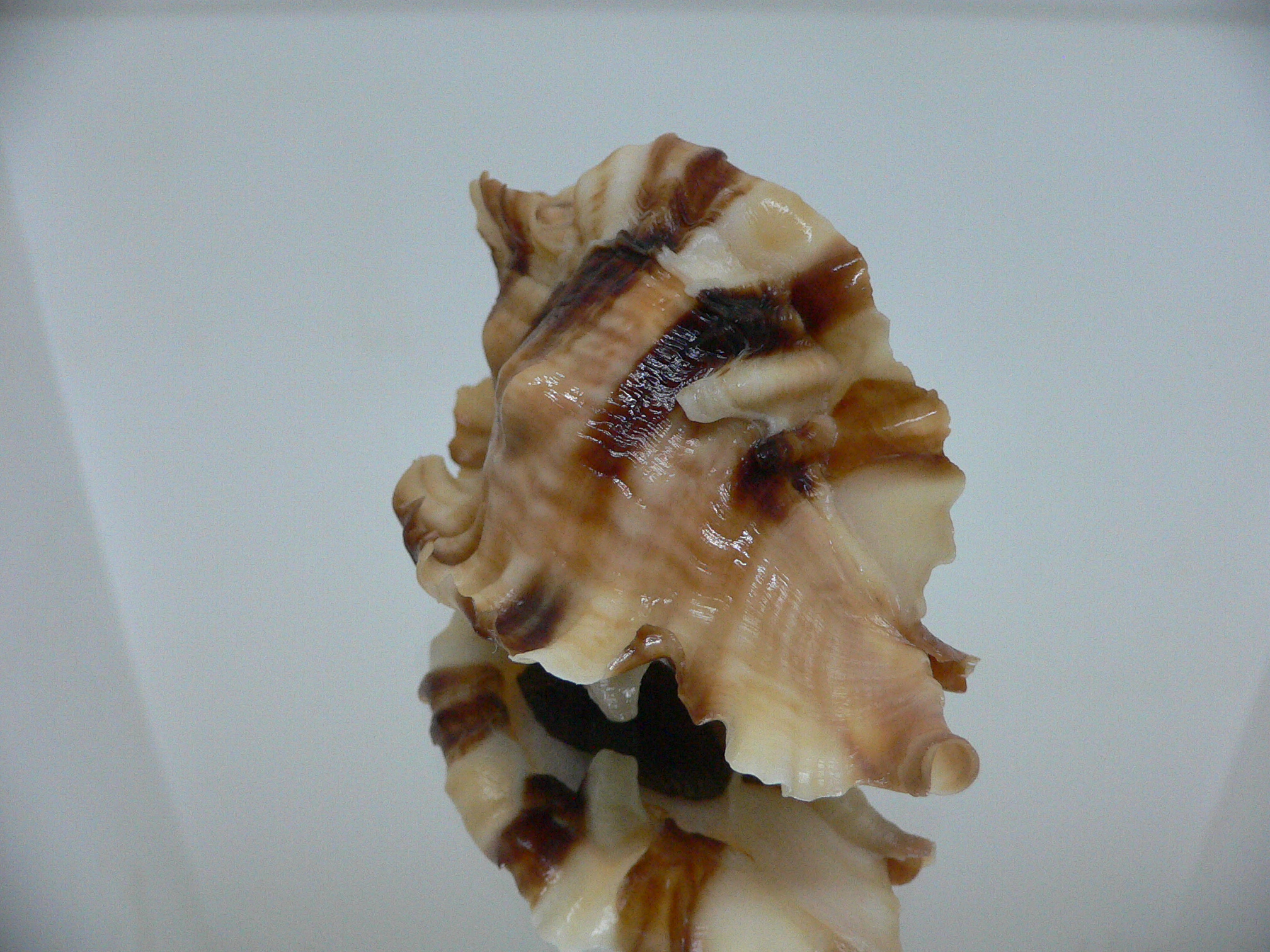 Ceratostoma burnetti coreanica (var.) TROPHY ELONGATE