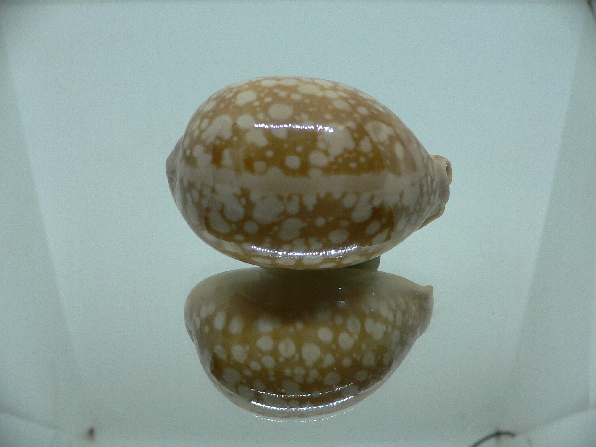 Cypraea nivosa SUPER