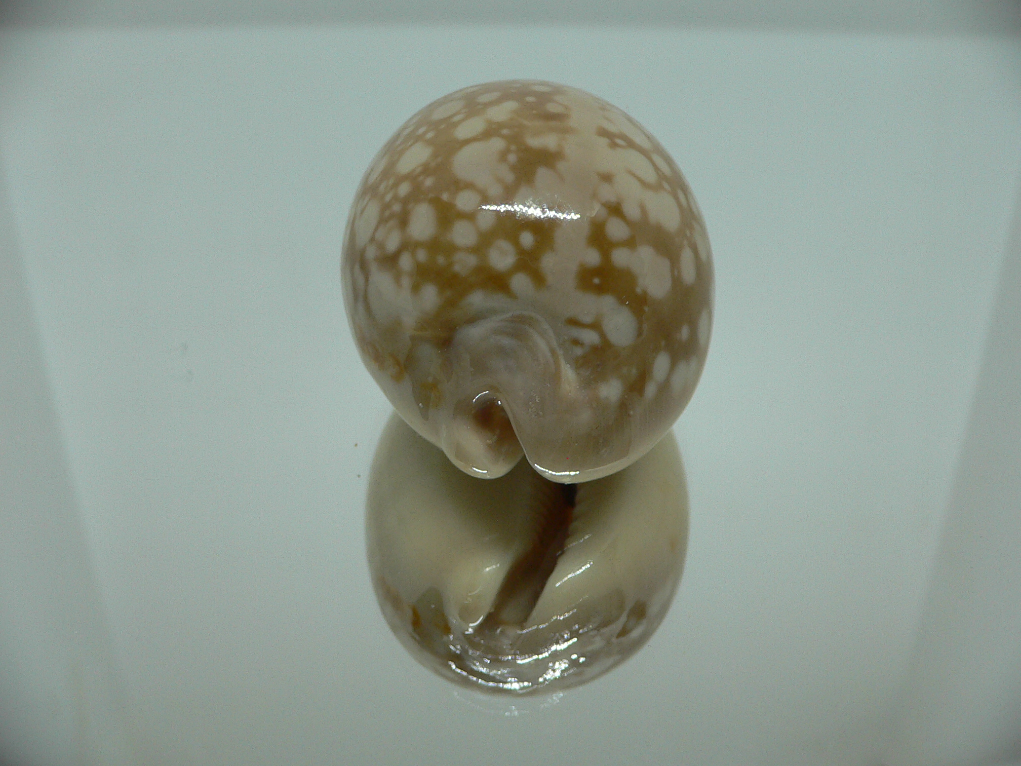 Cypraea nivosa SUPER