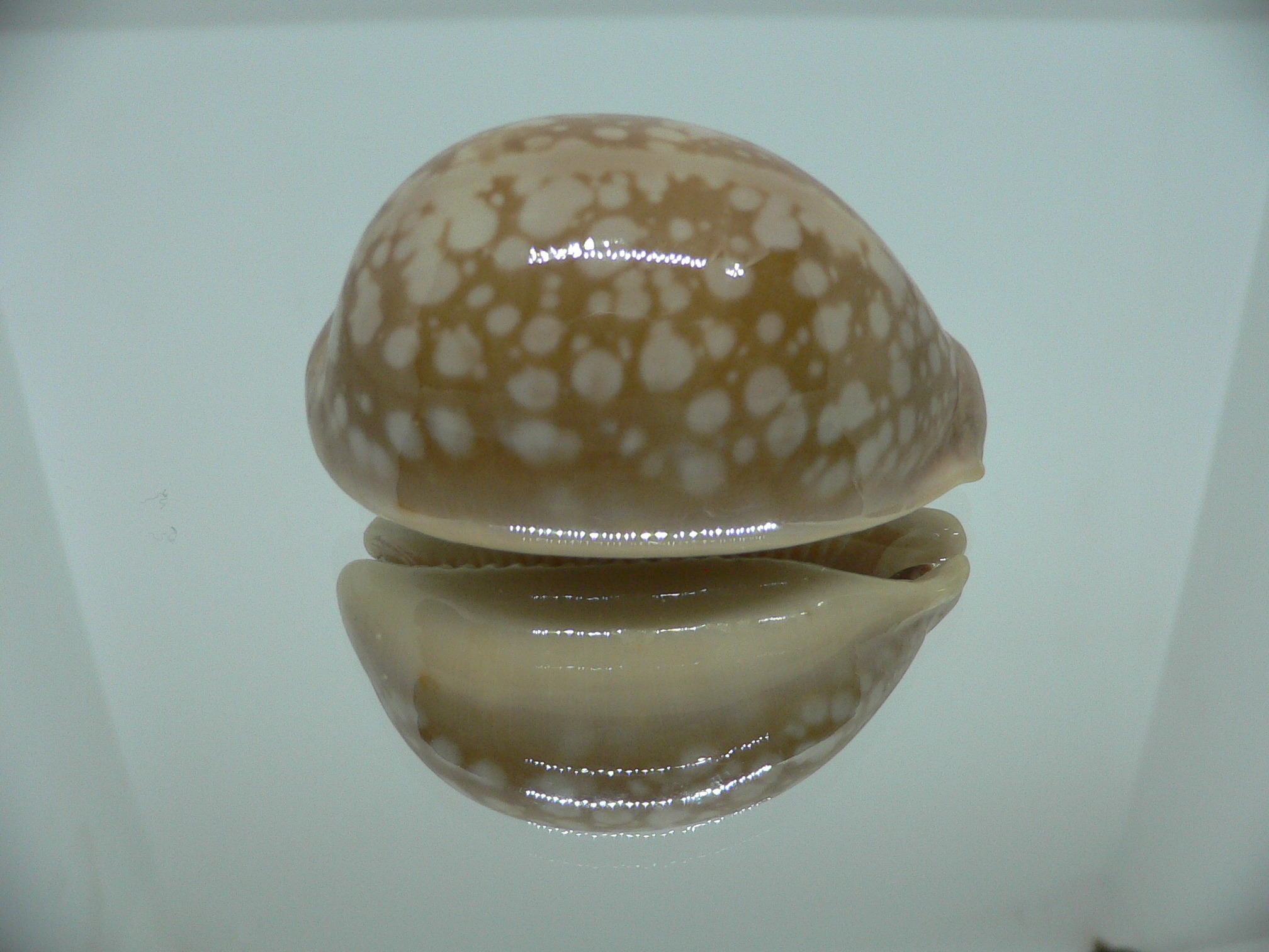 Cypraea nivosa SUPER