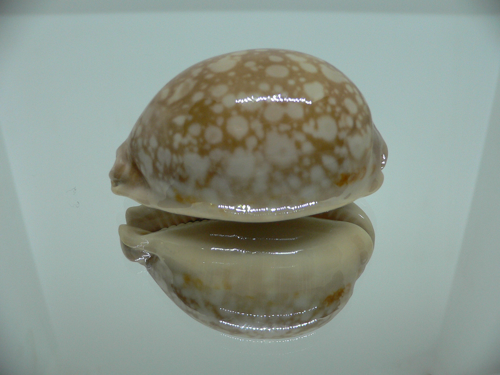 Cypraea nivosa SUPER