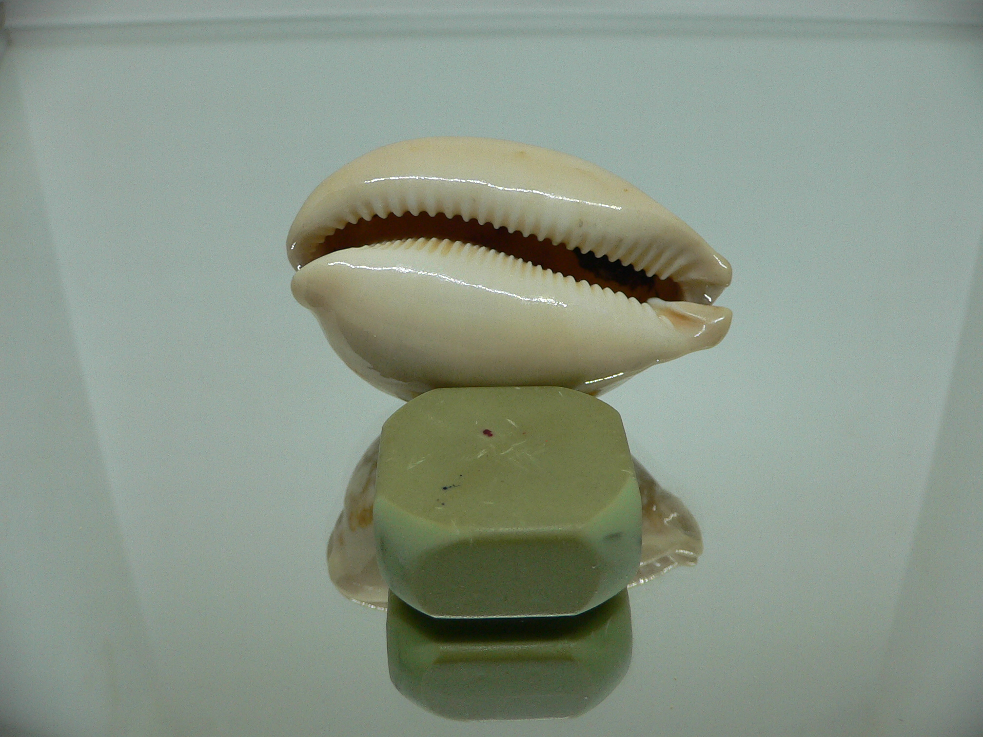 Cypraea nivosa SUPER