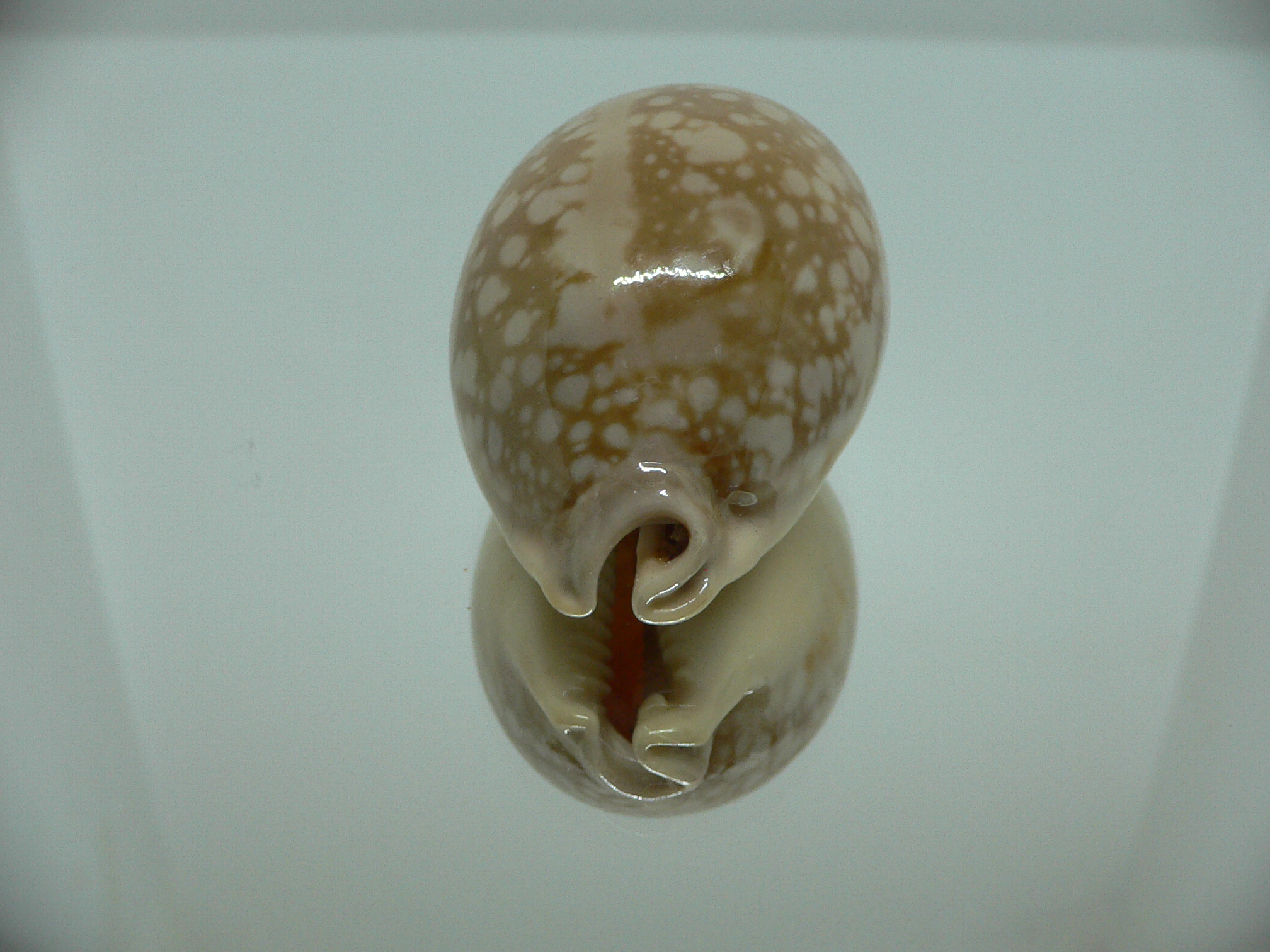 Cypraea nivosa SUPER