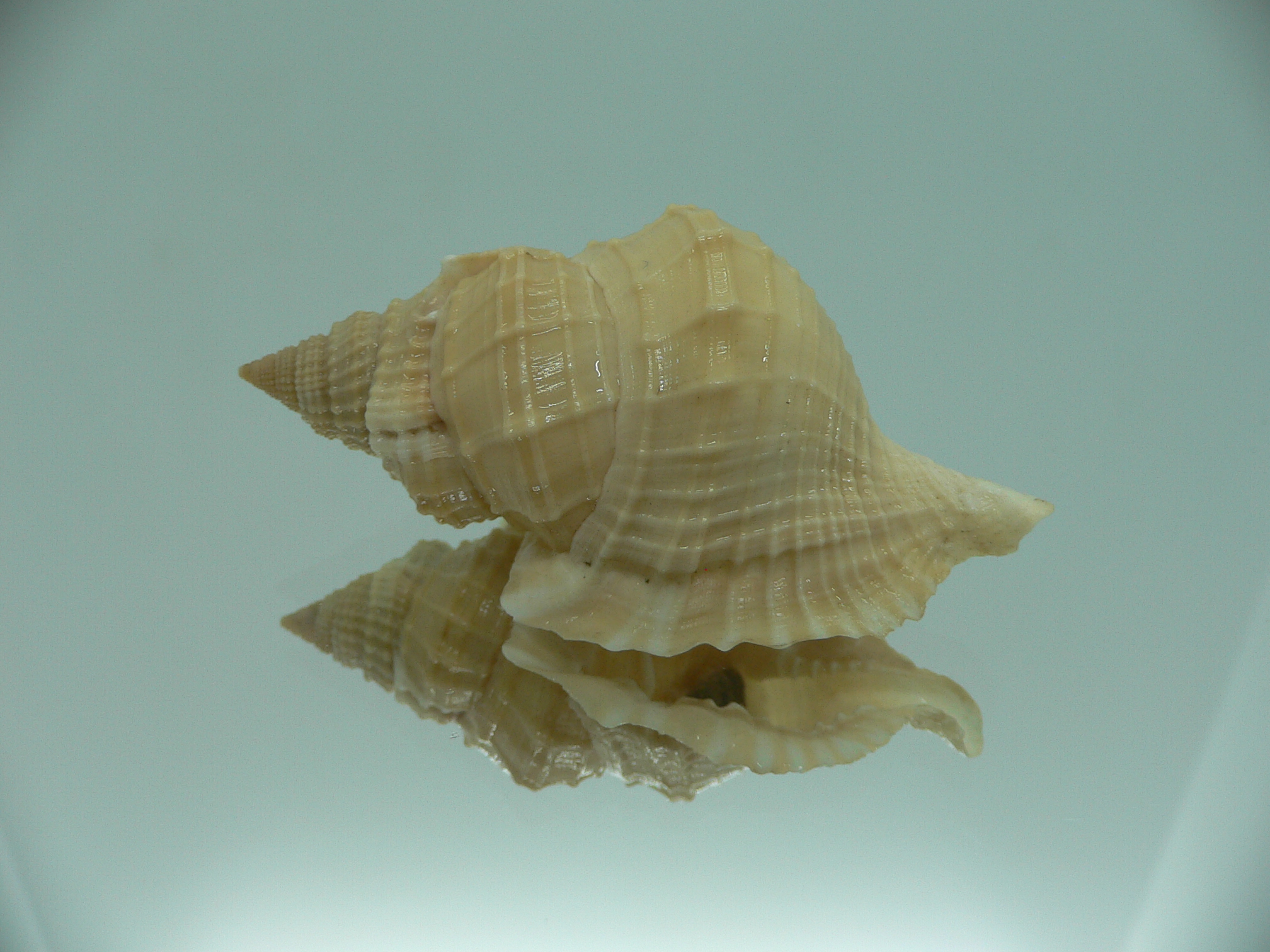 Distorsio decussata