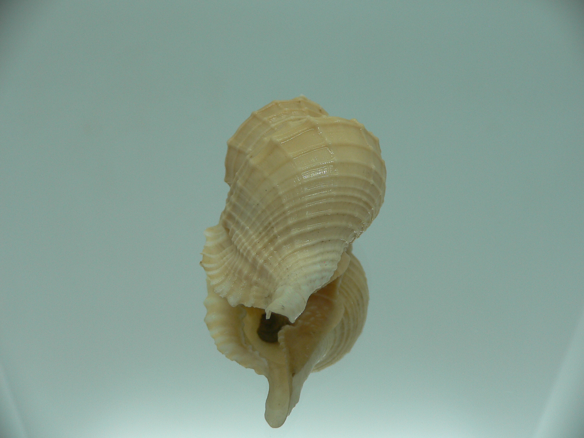 Distorsio decussata