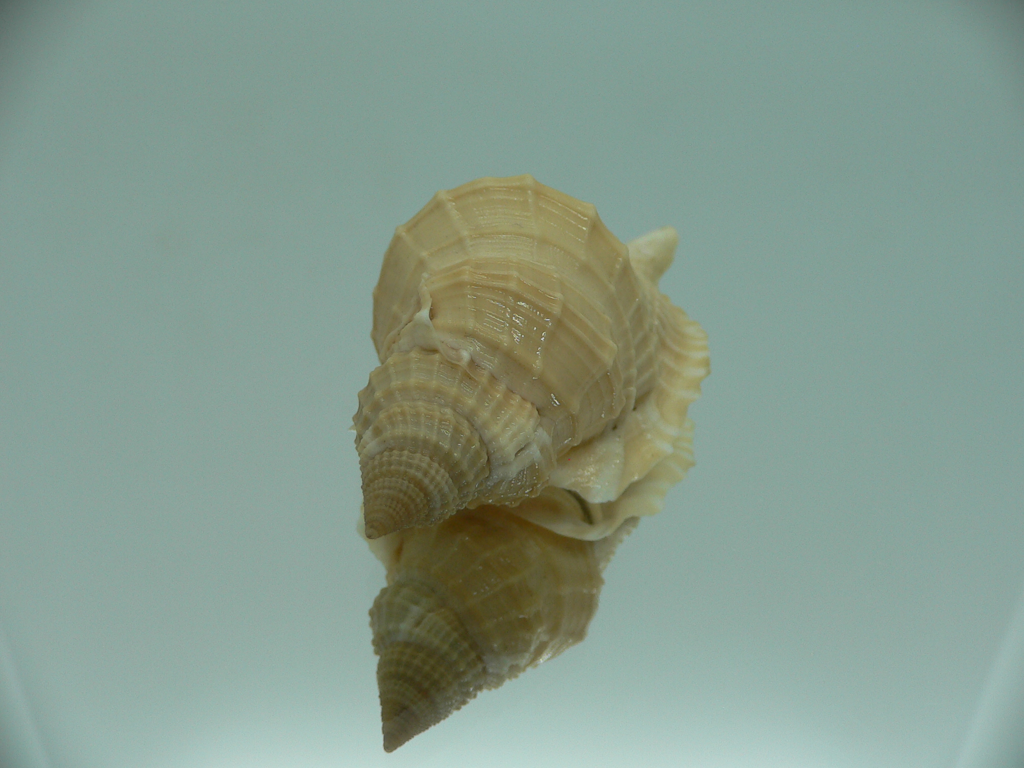 Distorsio decussata