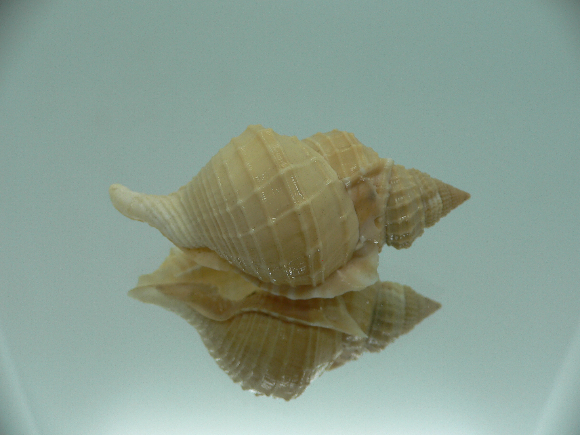 Distorsio decussata