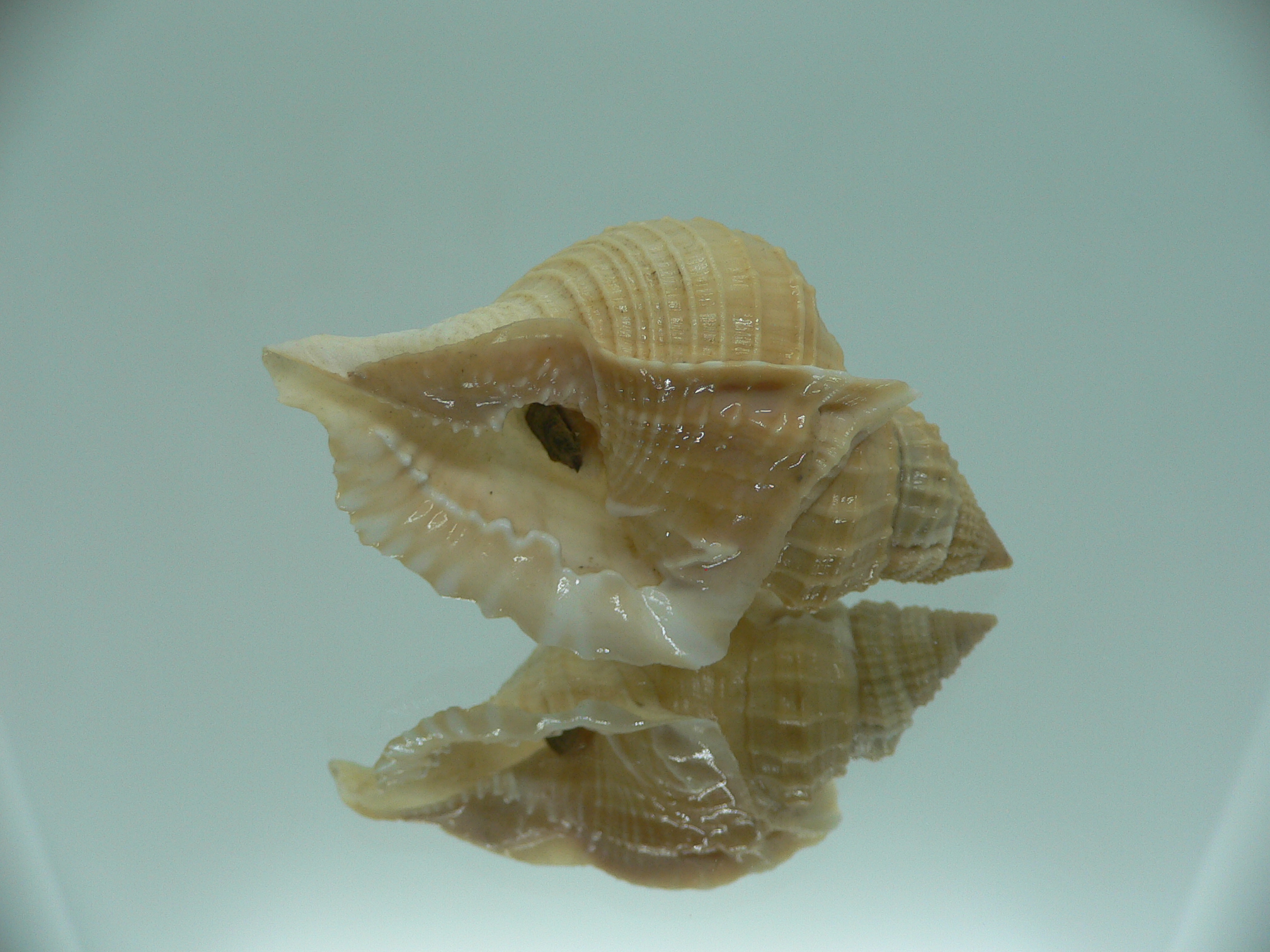 Distorsio decussata