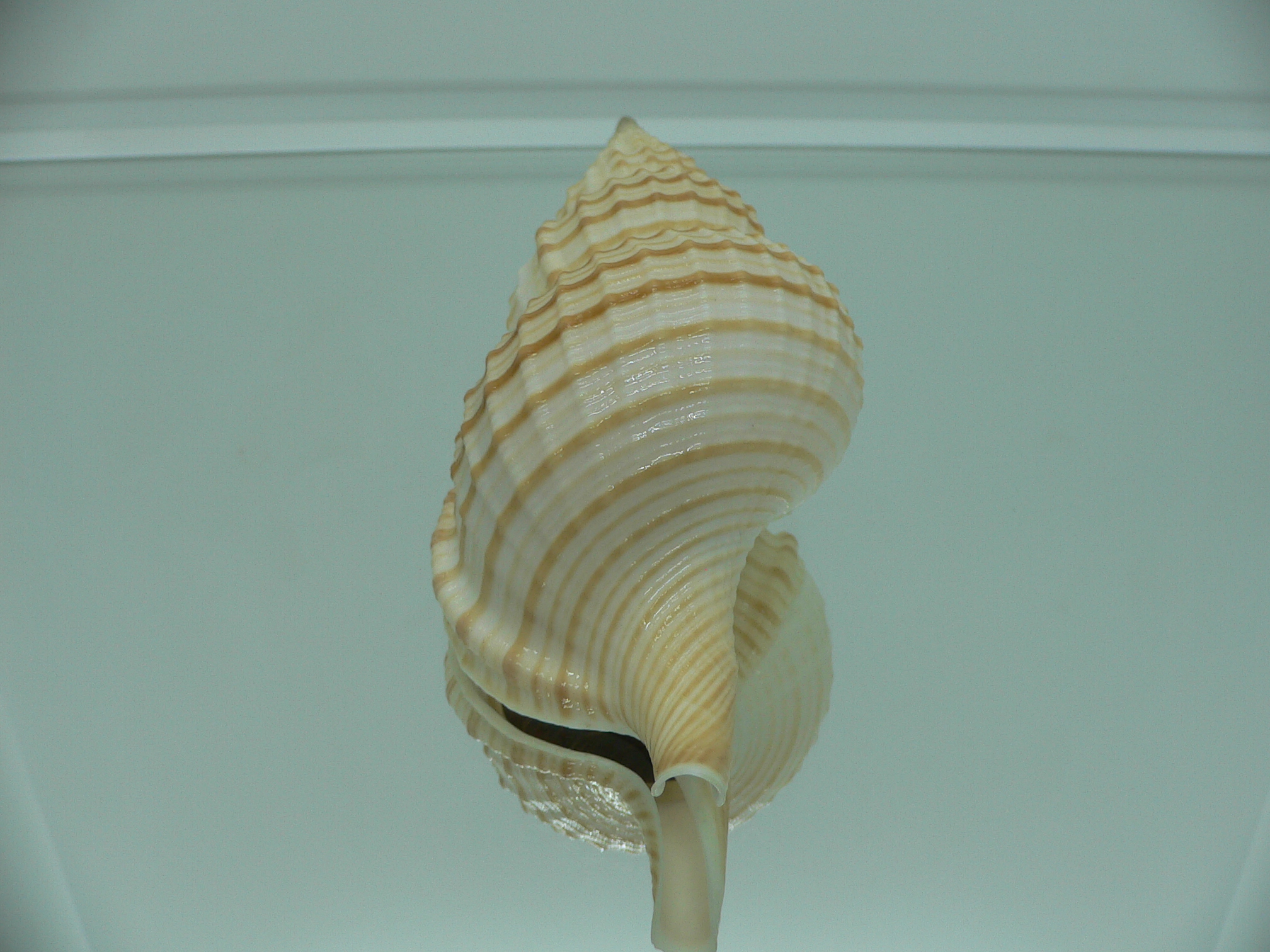 Fusitriton galea BIG & BEAUTIFUL