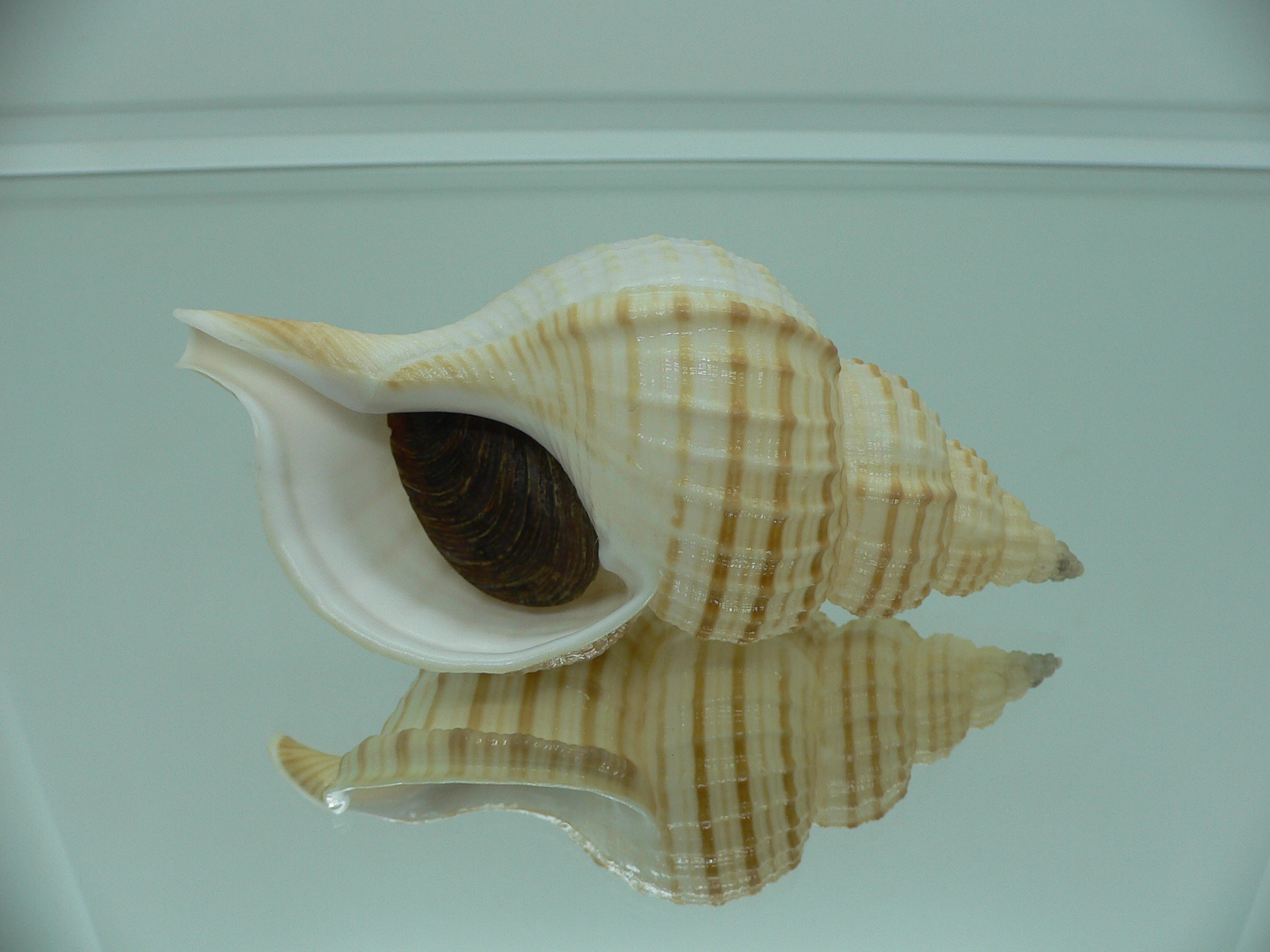 Fusitriton galea BIG & BEAUTIFUL