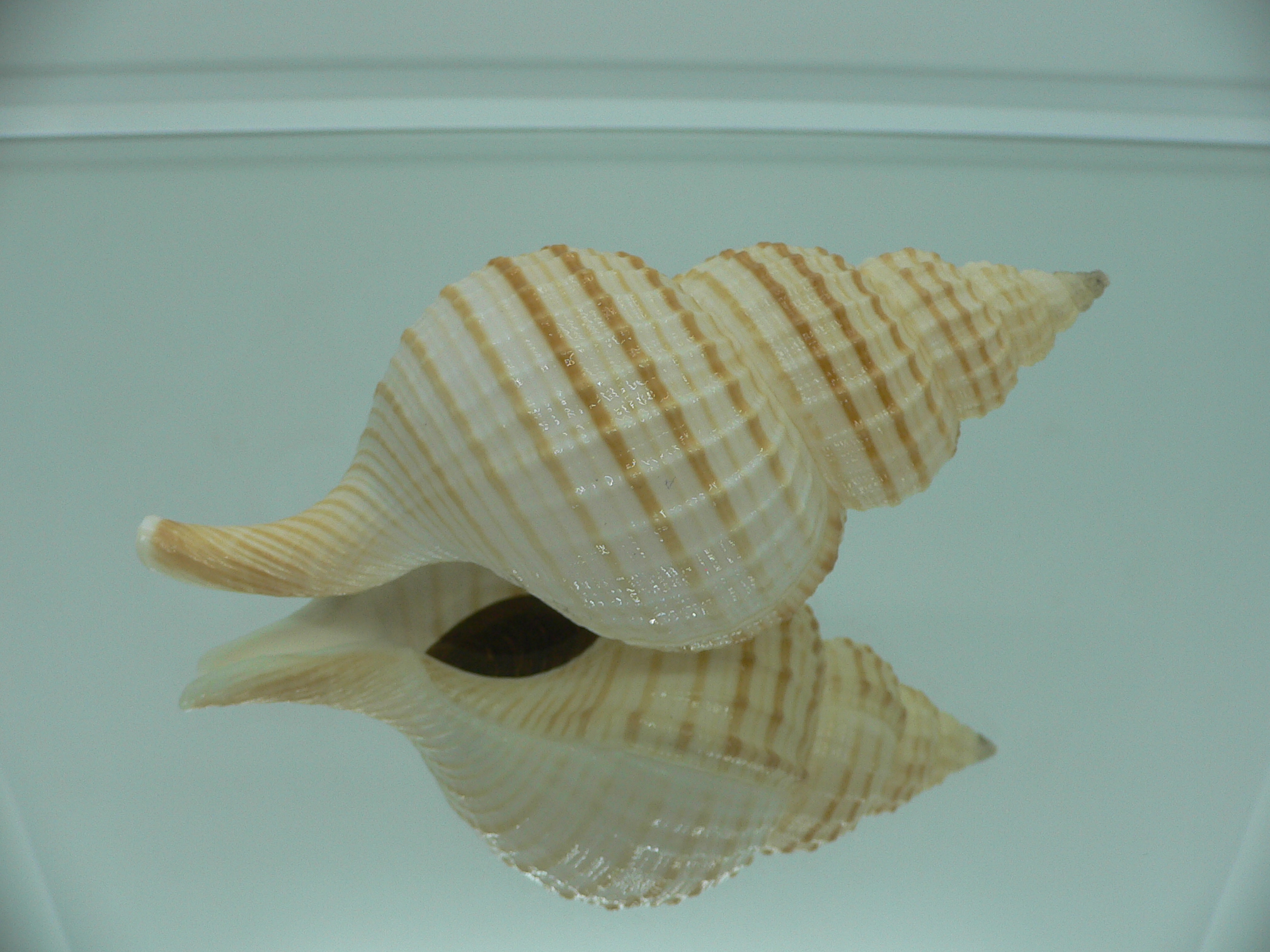 Fusitriton galea BIG & BEAUTIFUL