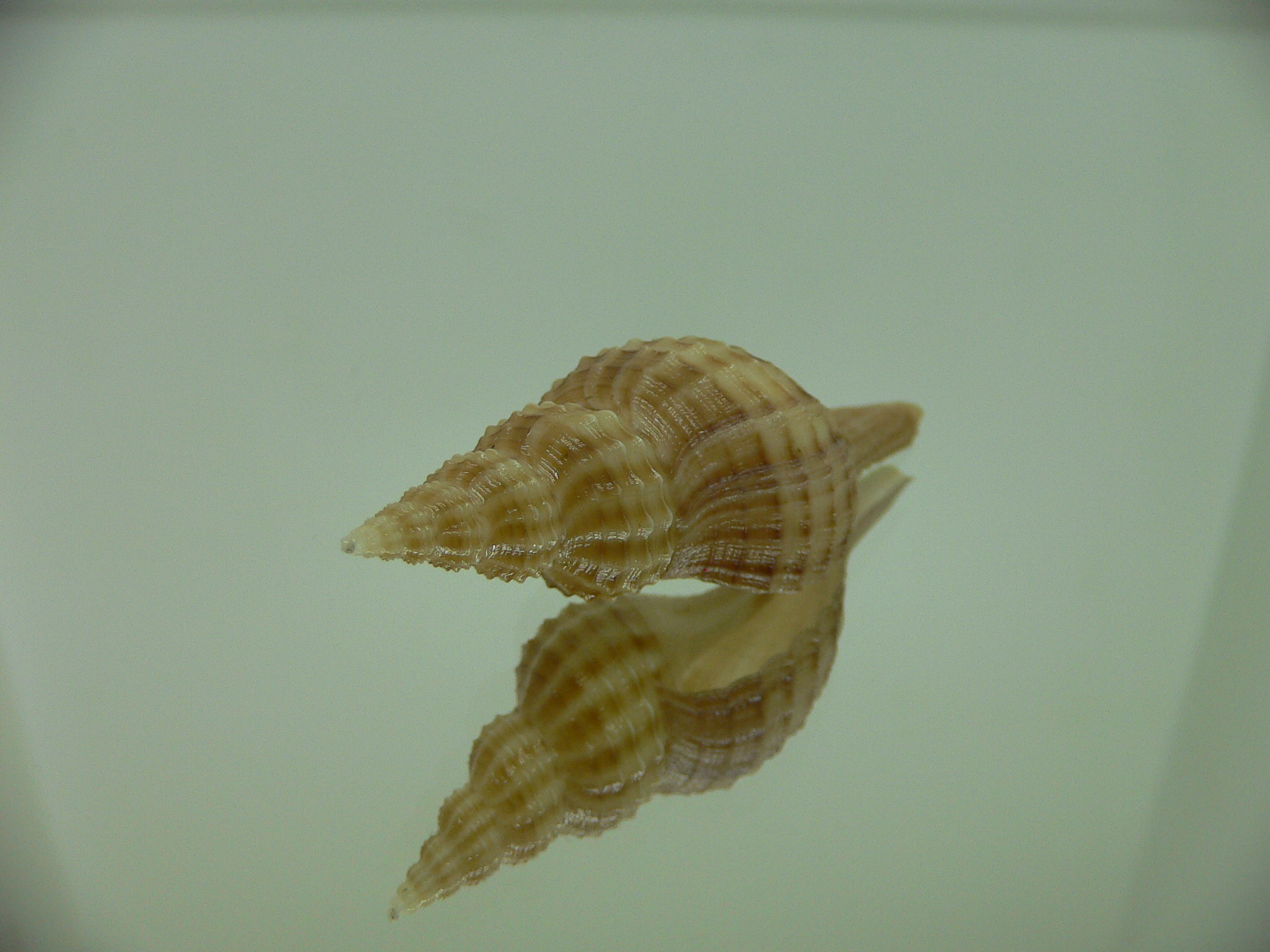 Granulifusus hayashii STRIPES