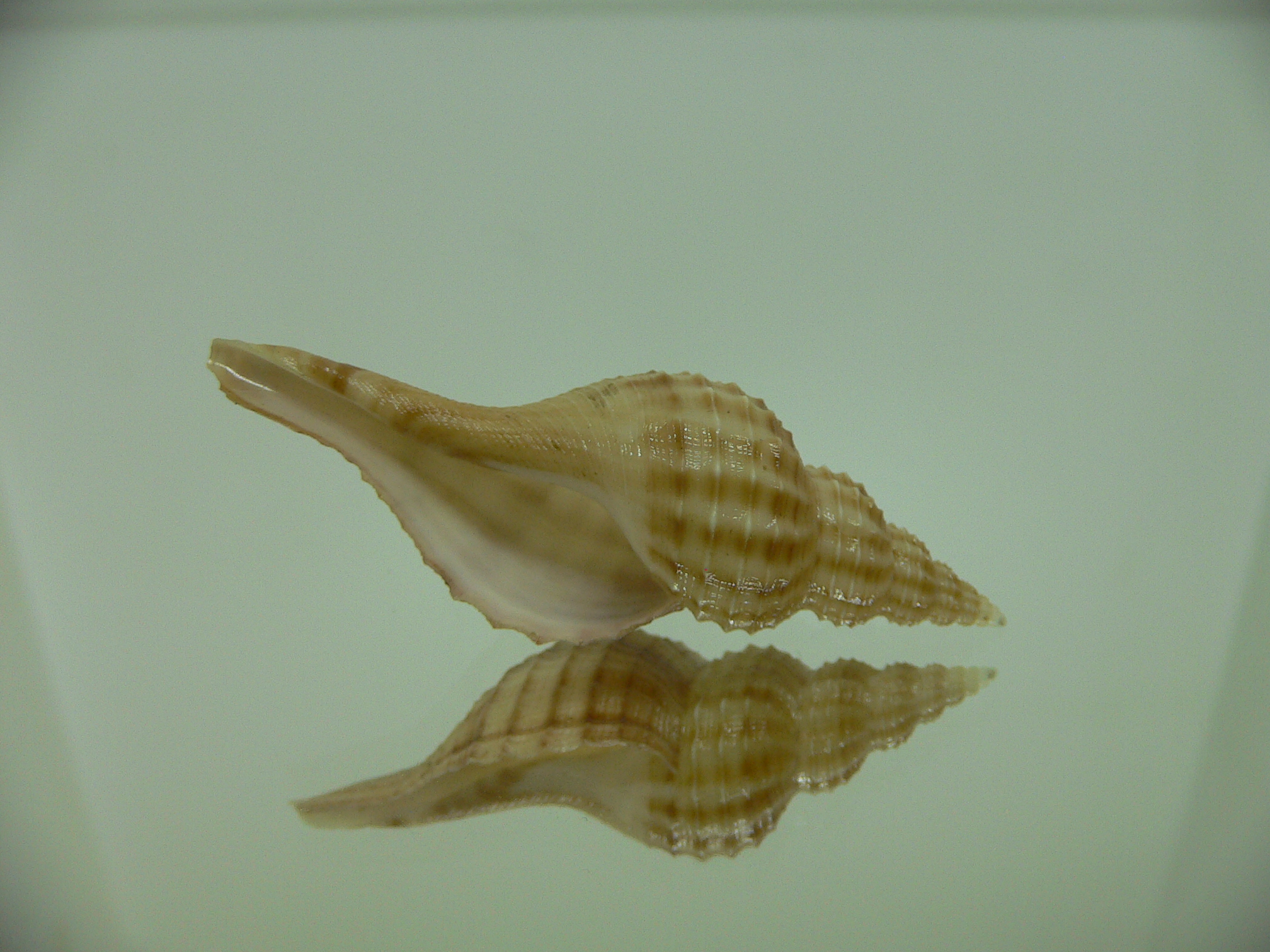 Granulifusus hayashii STRIPES