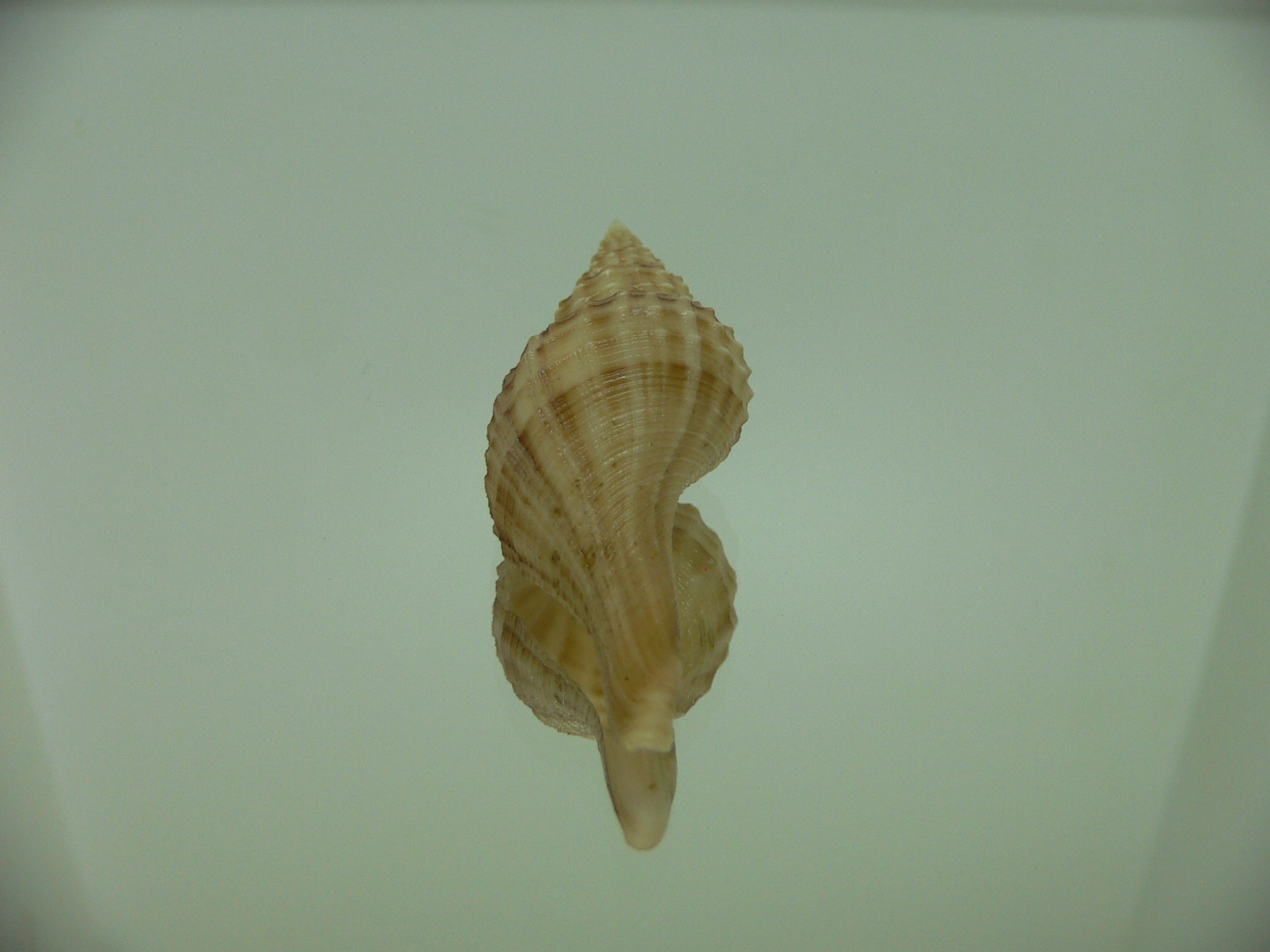 Granulifusus hayashii STRIPES