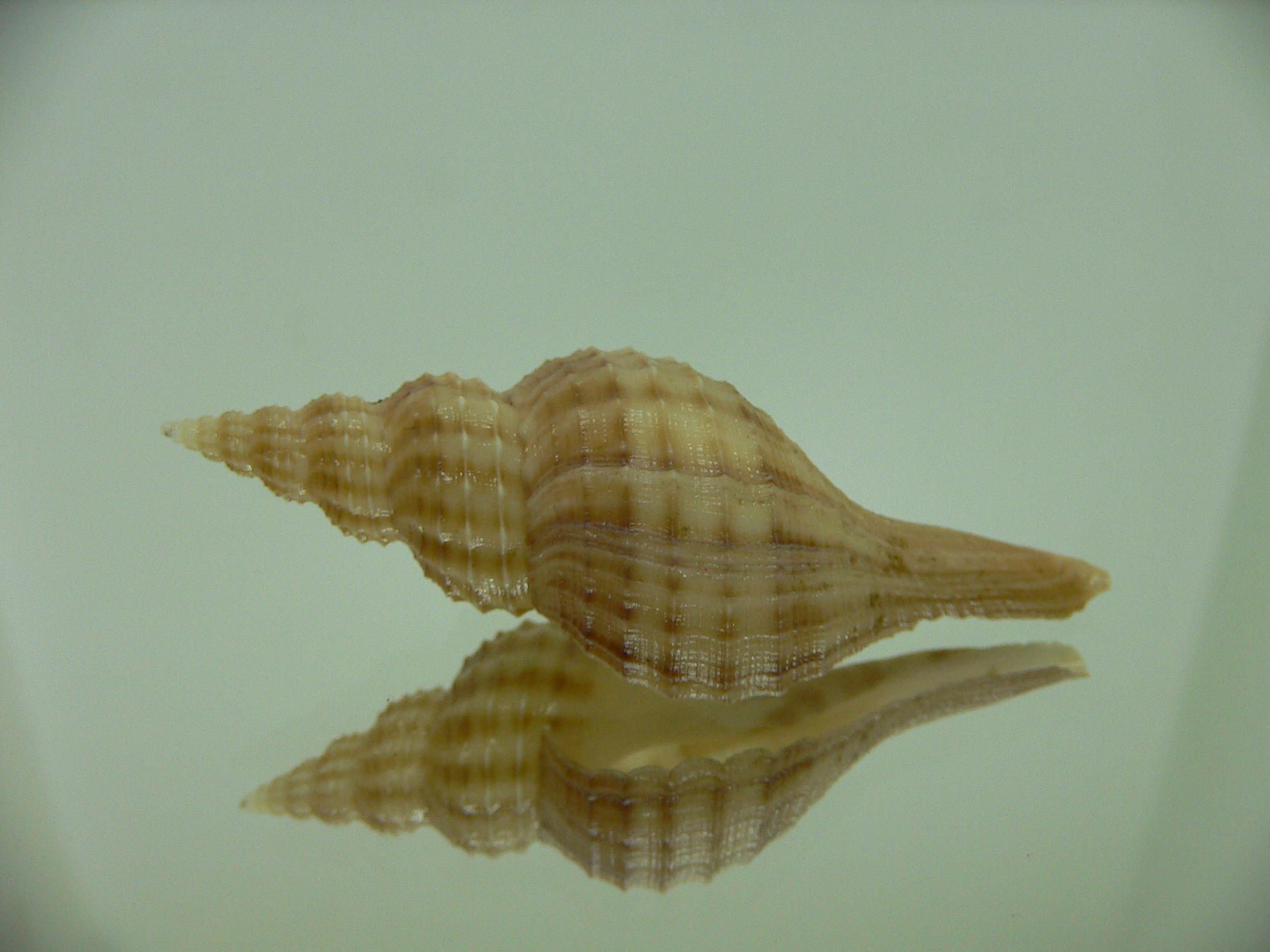 Granulifusus hayashii STRIPES