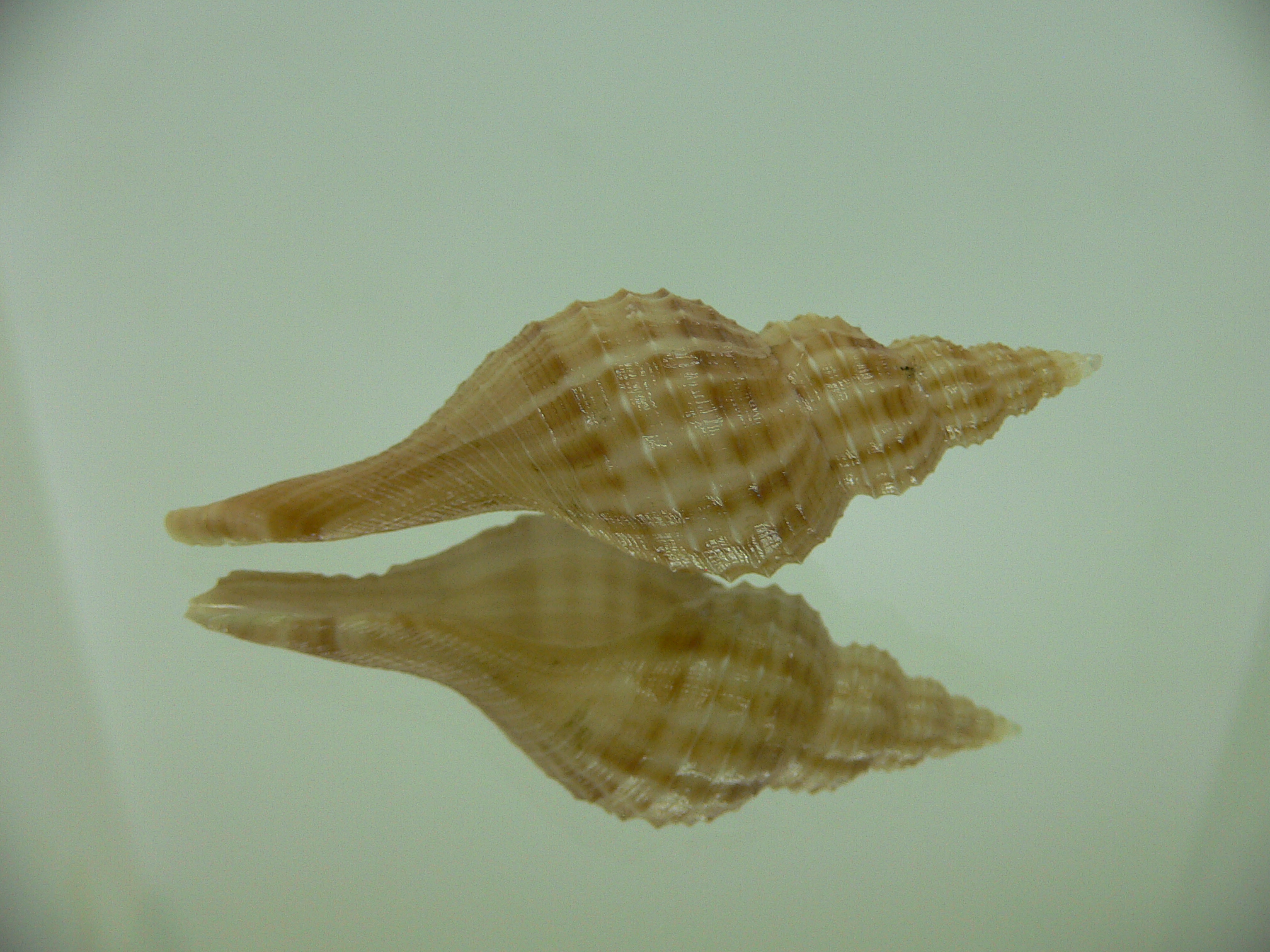 Granulifusus hayashii STRIPES