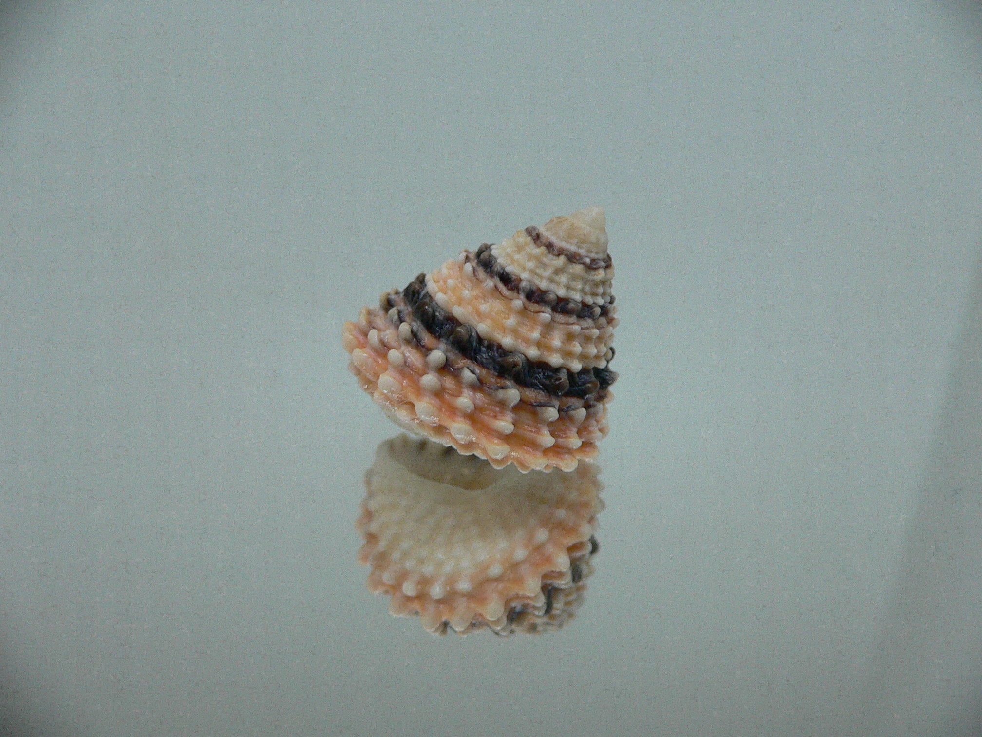 Tectarius tectumpersicum DARK