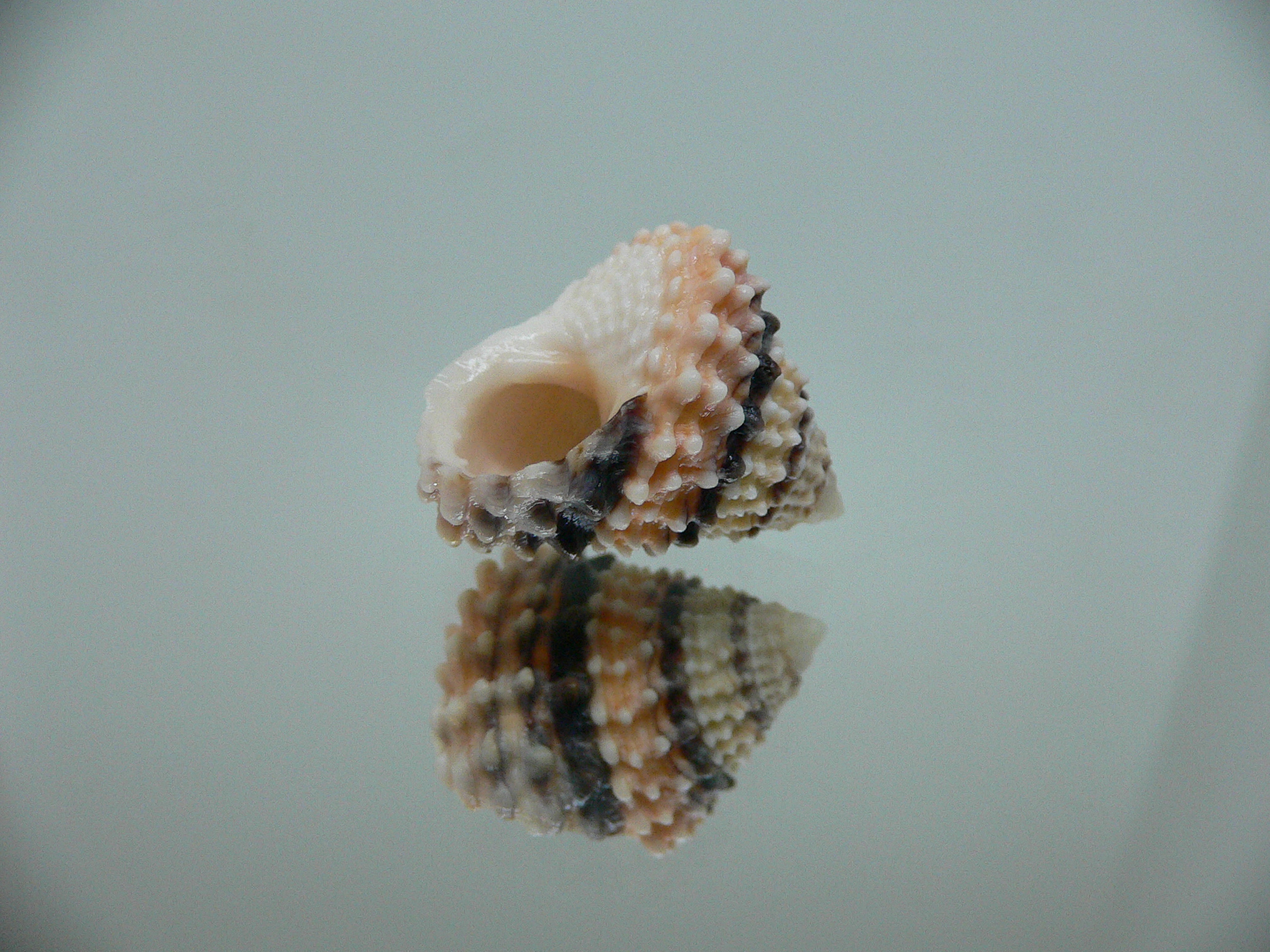 Tectarius tectumpersicum DARK