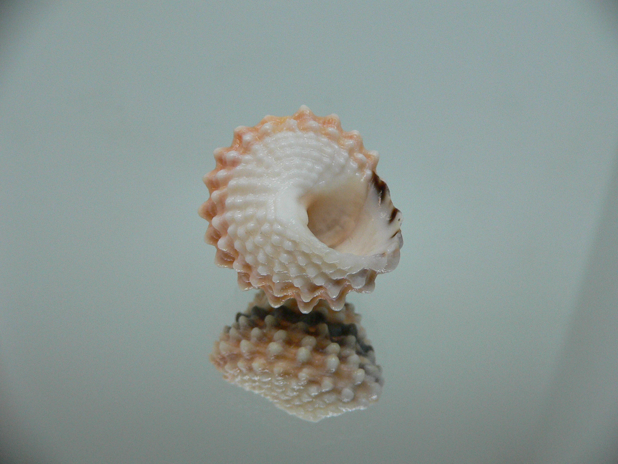 Tectarius tectumpersicum DARK