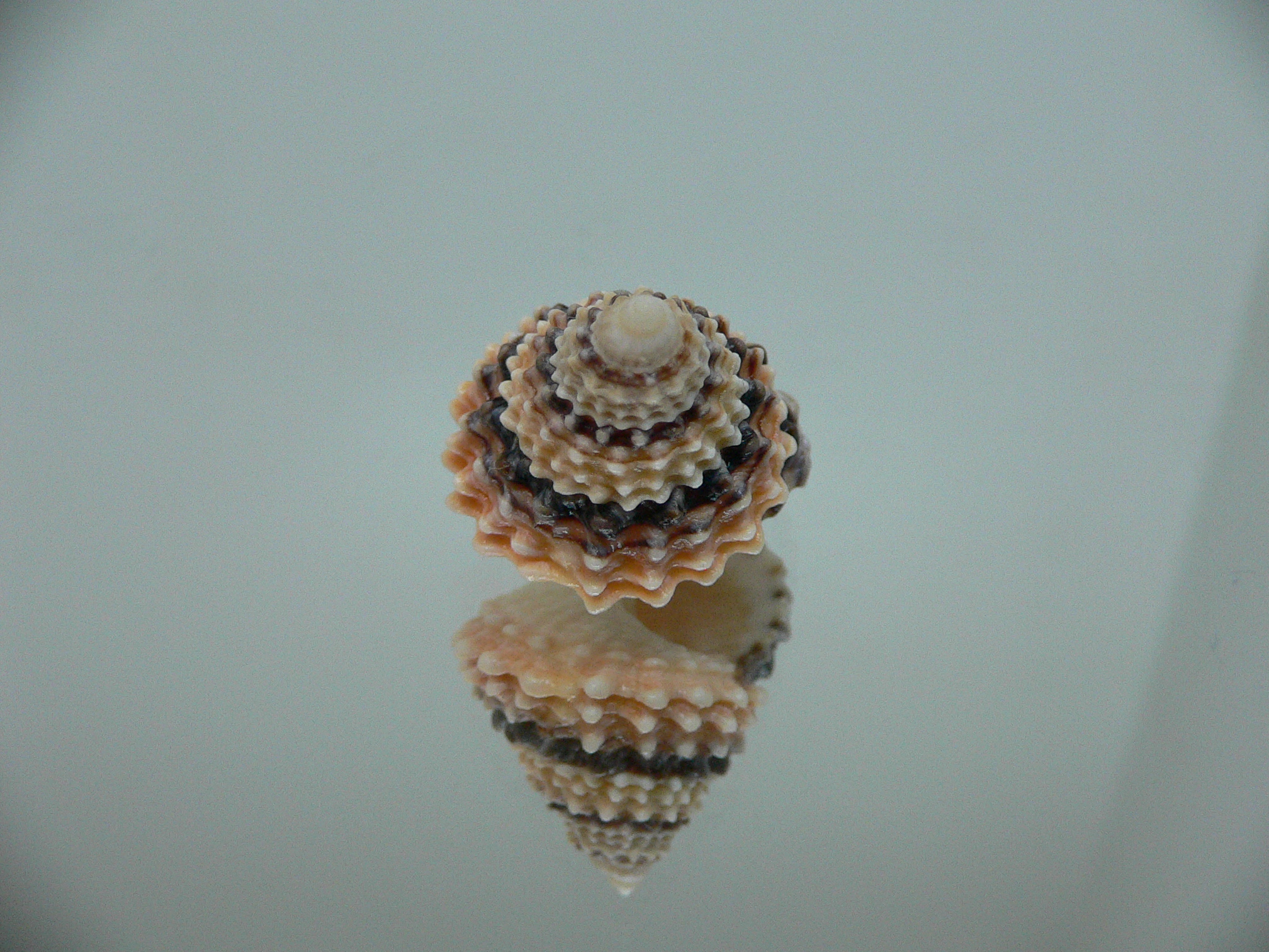 Tectarius tectumpersicum DARK