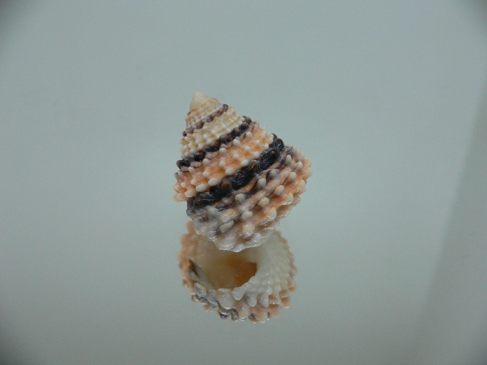 Tectarius tectumpersicum DARK