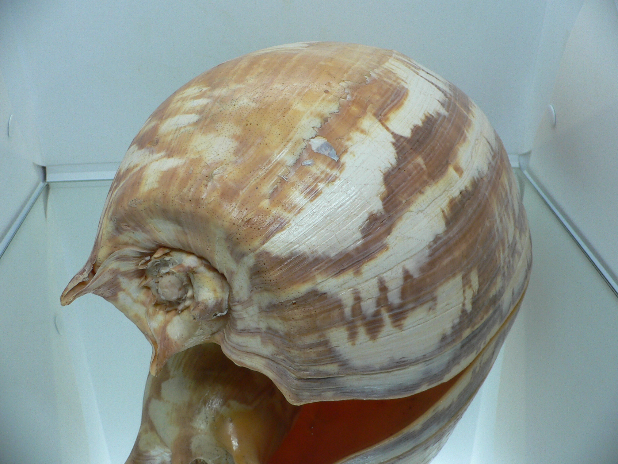 Melo amphora BIG MONSTER