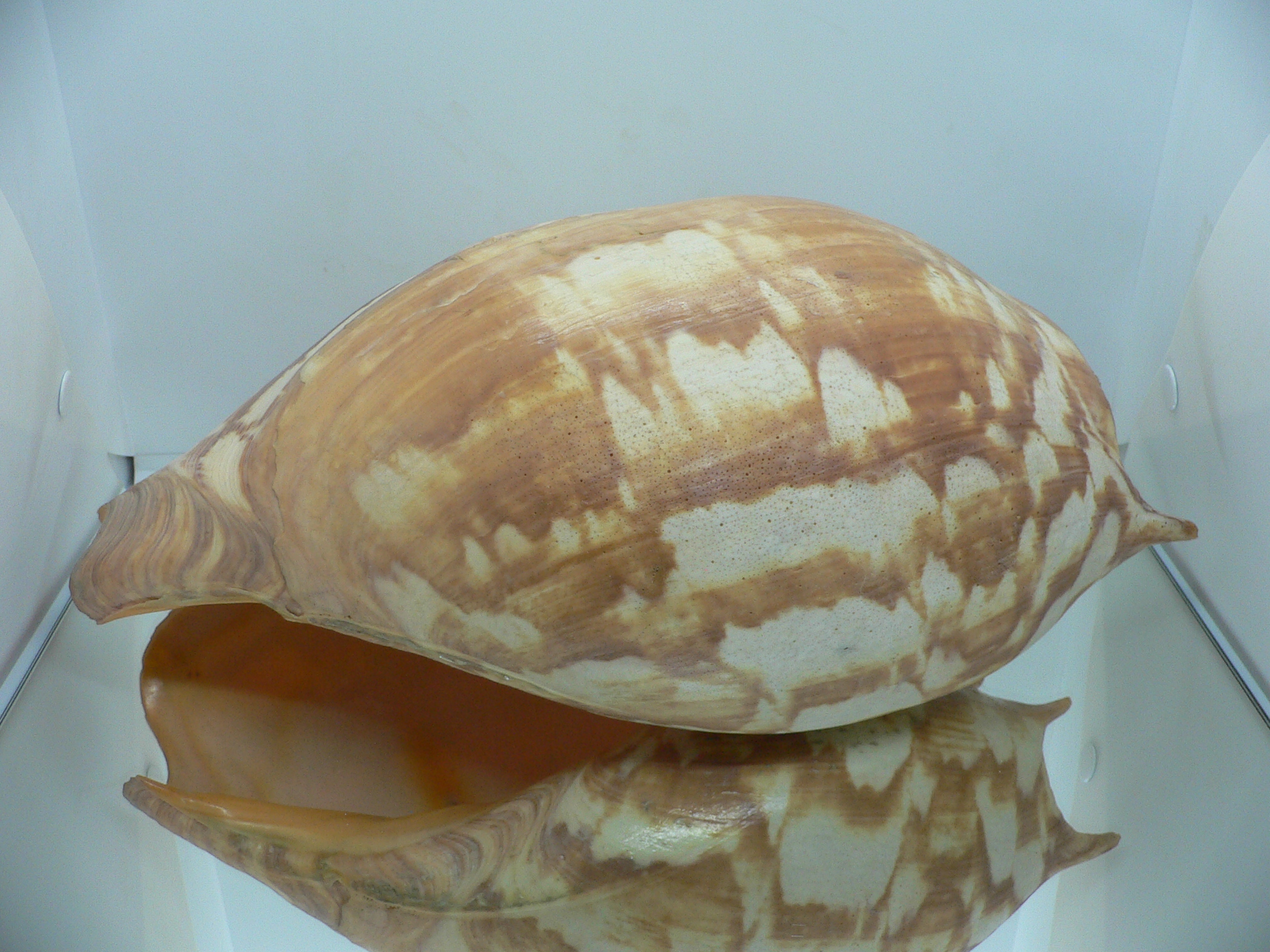 Melo amphora BIG MONSTER