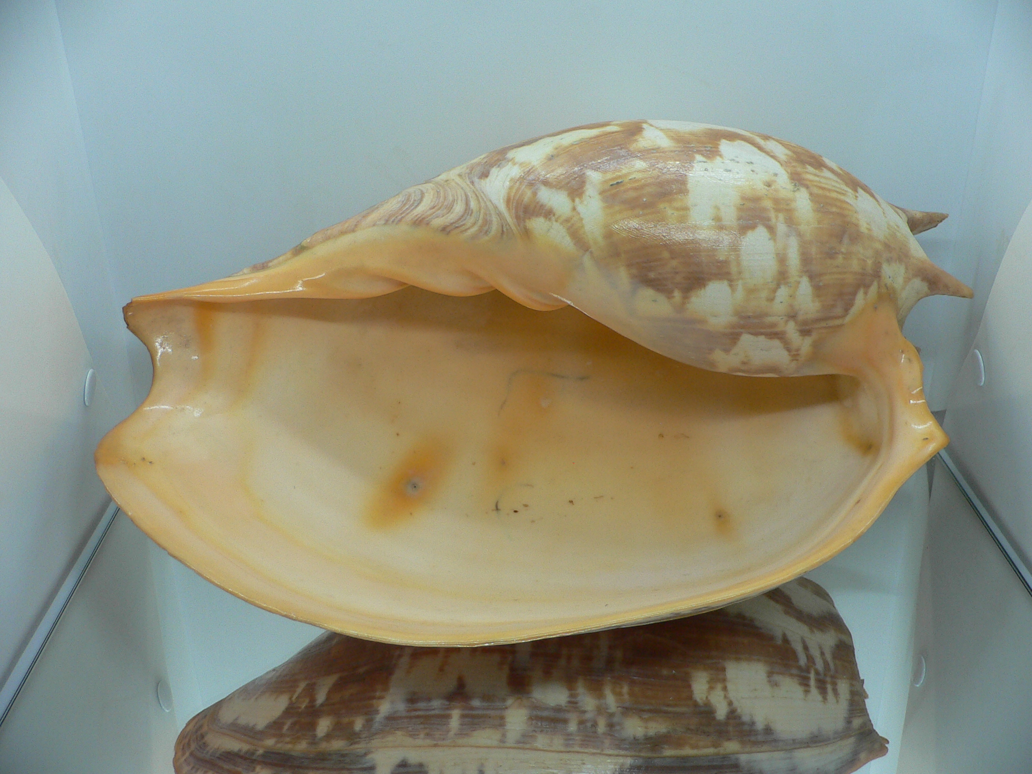 Melo amphora BIG MONSTER